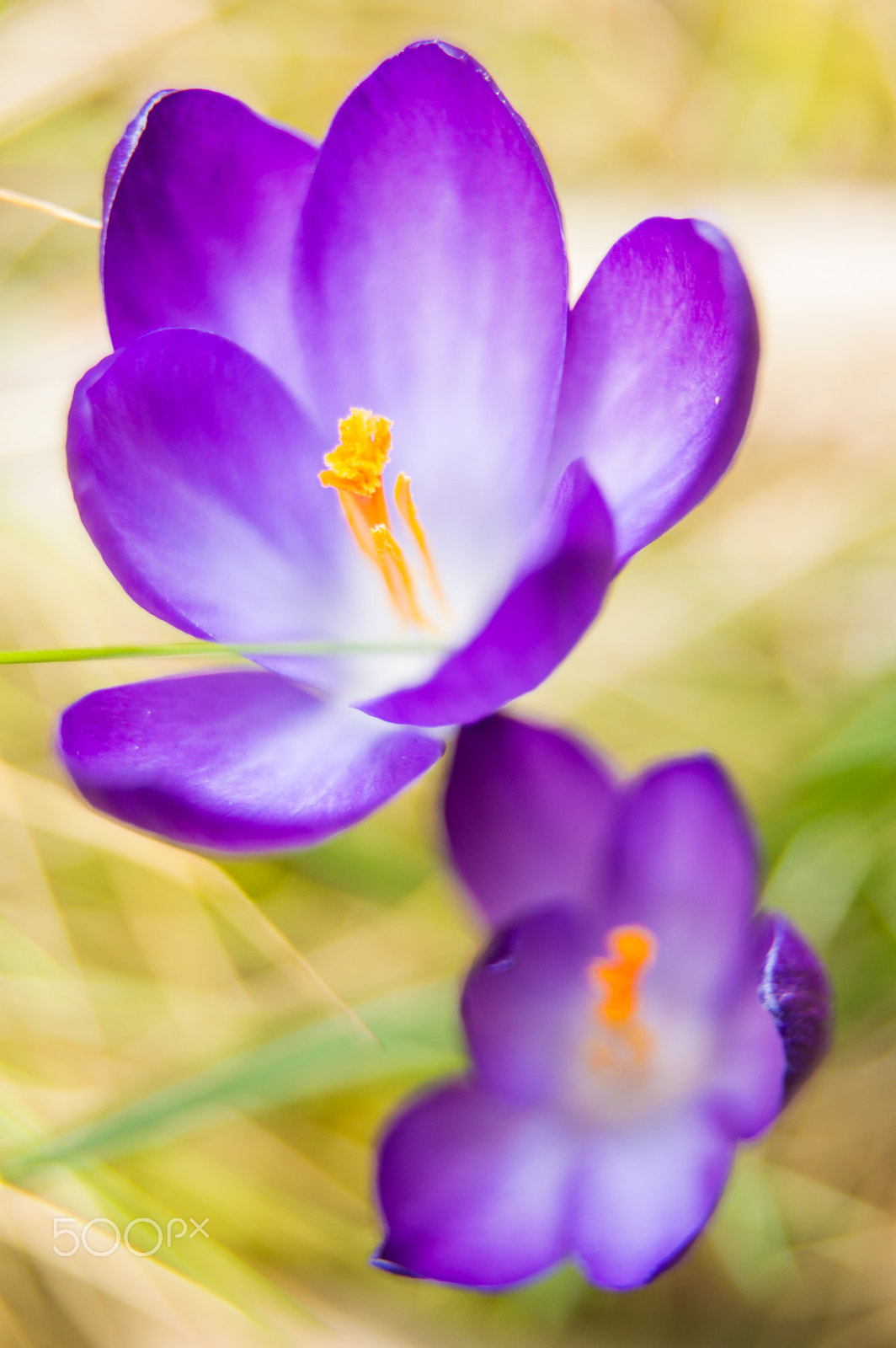 Nikon D3200 + Tamron SP 24-70mm F2.8 Di VC USD sample photo. Crocus photography