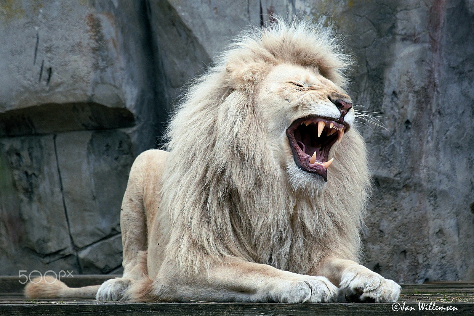 Canon EF 100-400mm F4.5-5.6L IS USM sample photo. White lion photography