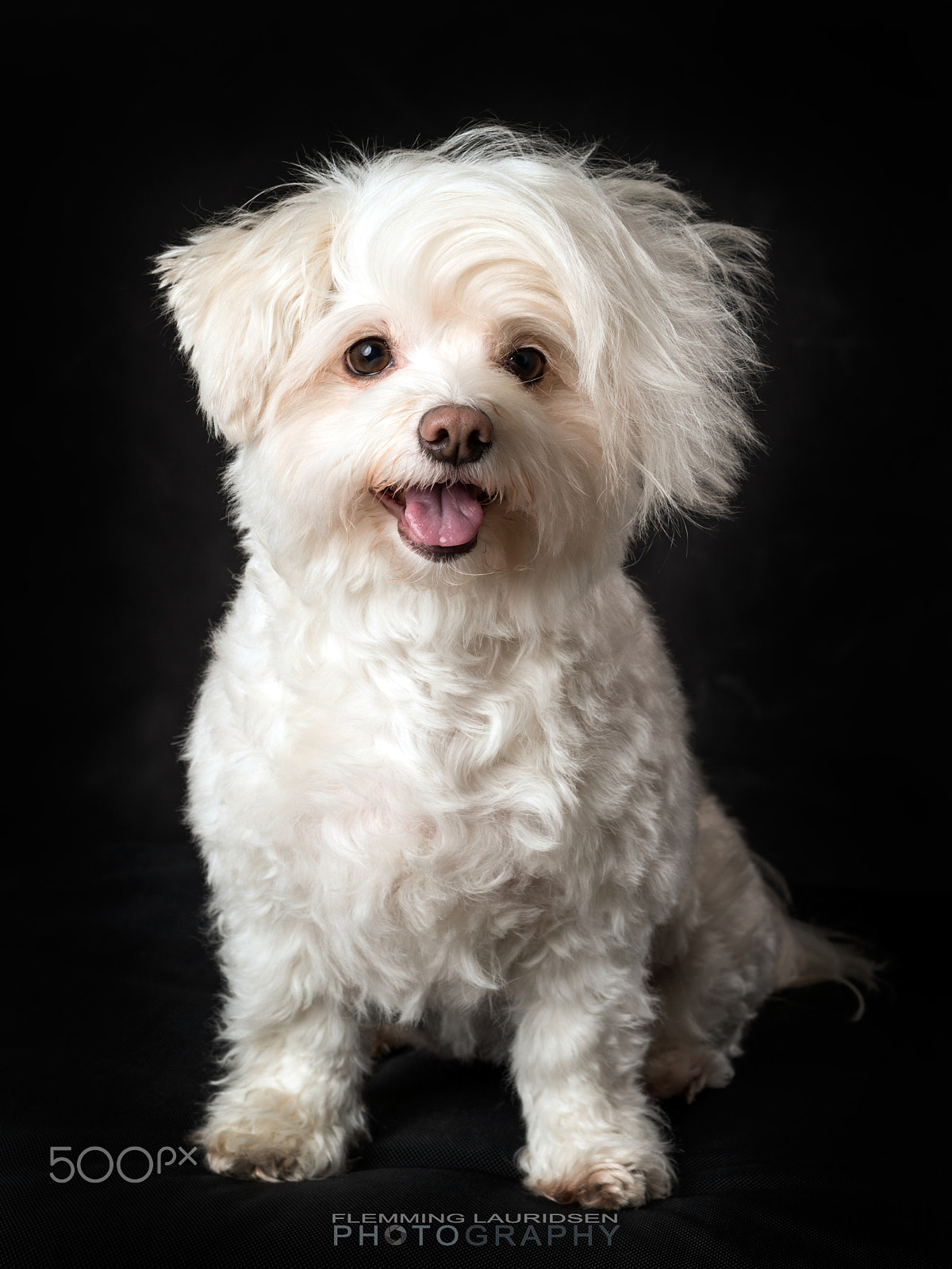 Nikon D800 + Sigma 50mm F1.4 DG HSM Art sample photo. Dog_ii photography