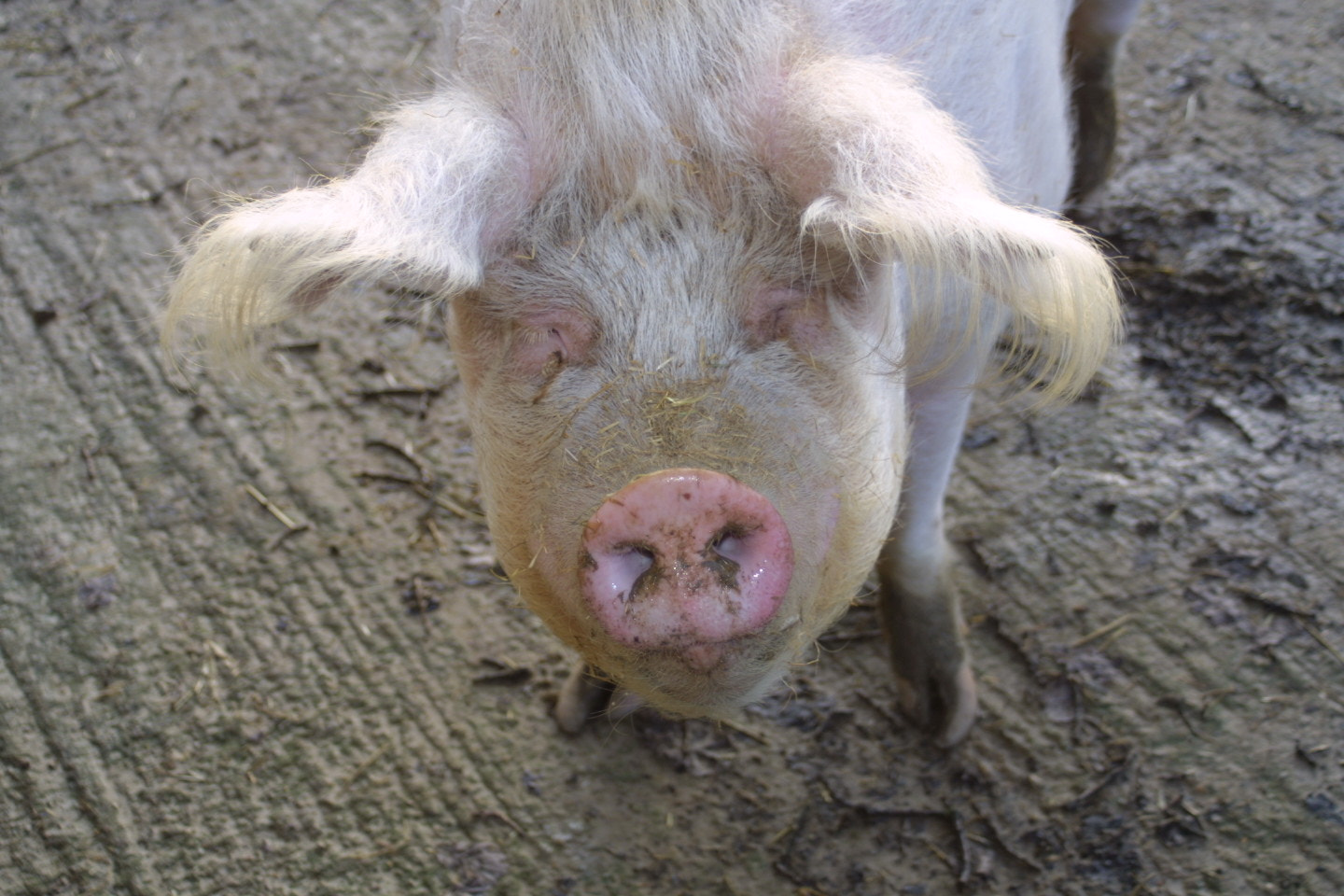 Canon EOS D30 sample photo. Pigs photography