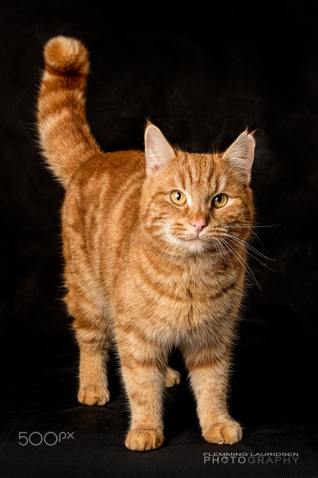 Nikon D800 + Sigma 50mm F1.4 DG HSM Art sample photo. Allan the garfield lookalike photography