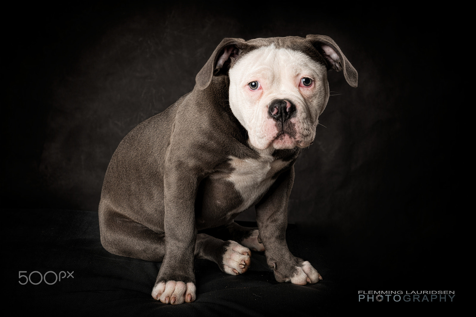 Nikon D800 + Sigma 50mm F1.4 DG HSM Art sample photo. Ivan the english bulldog photography