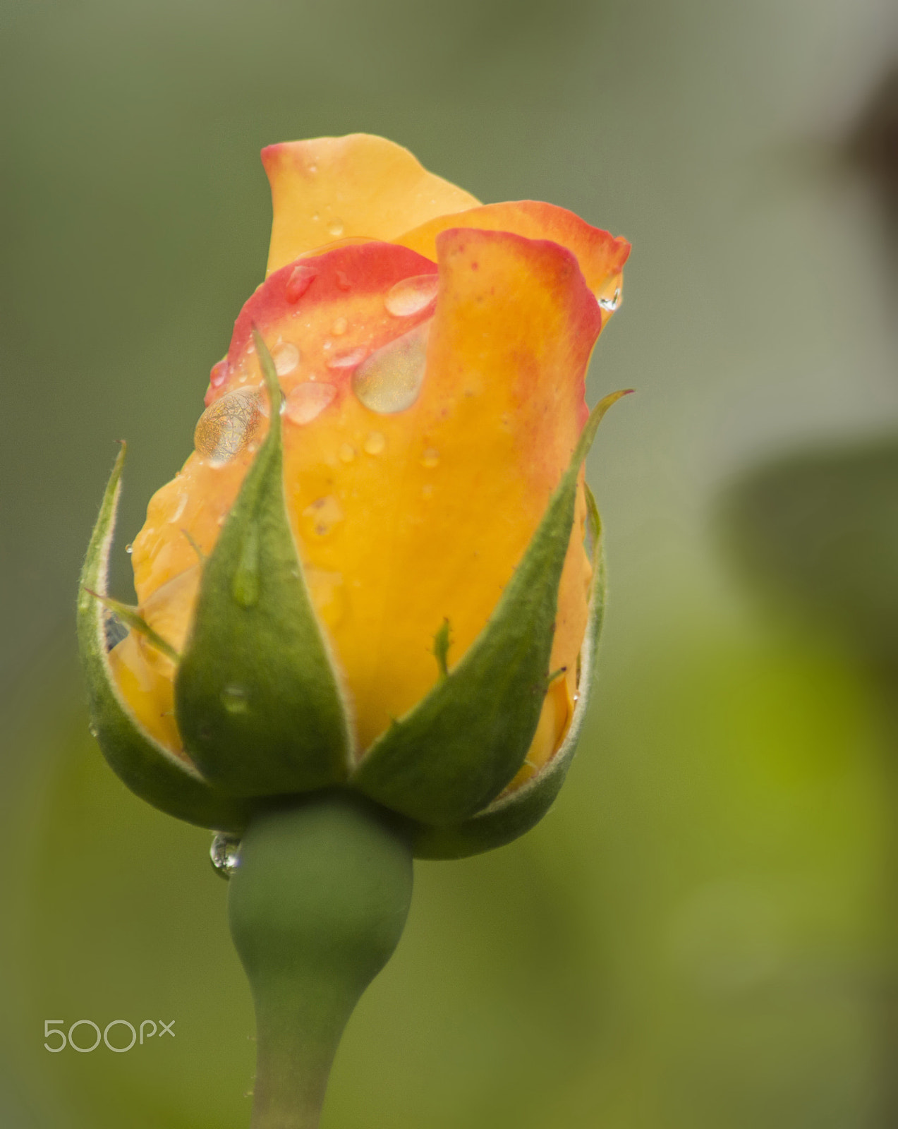Nikon D3200 sample photo. Autumn rose photography