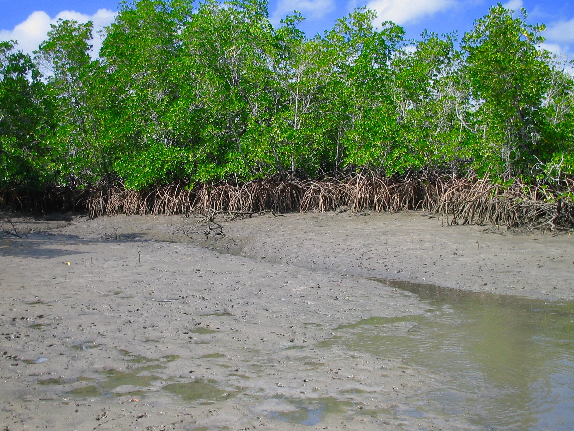 Canon DIGITAL IXUS I sample photo. Crocodile habitat - photography