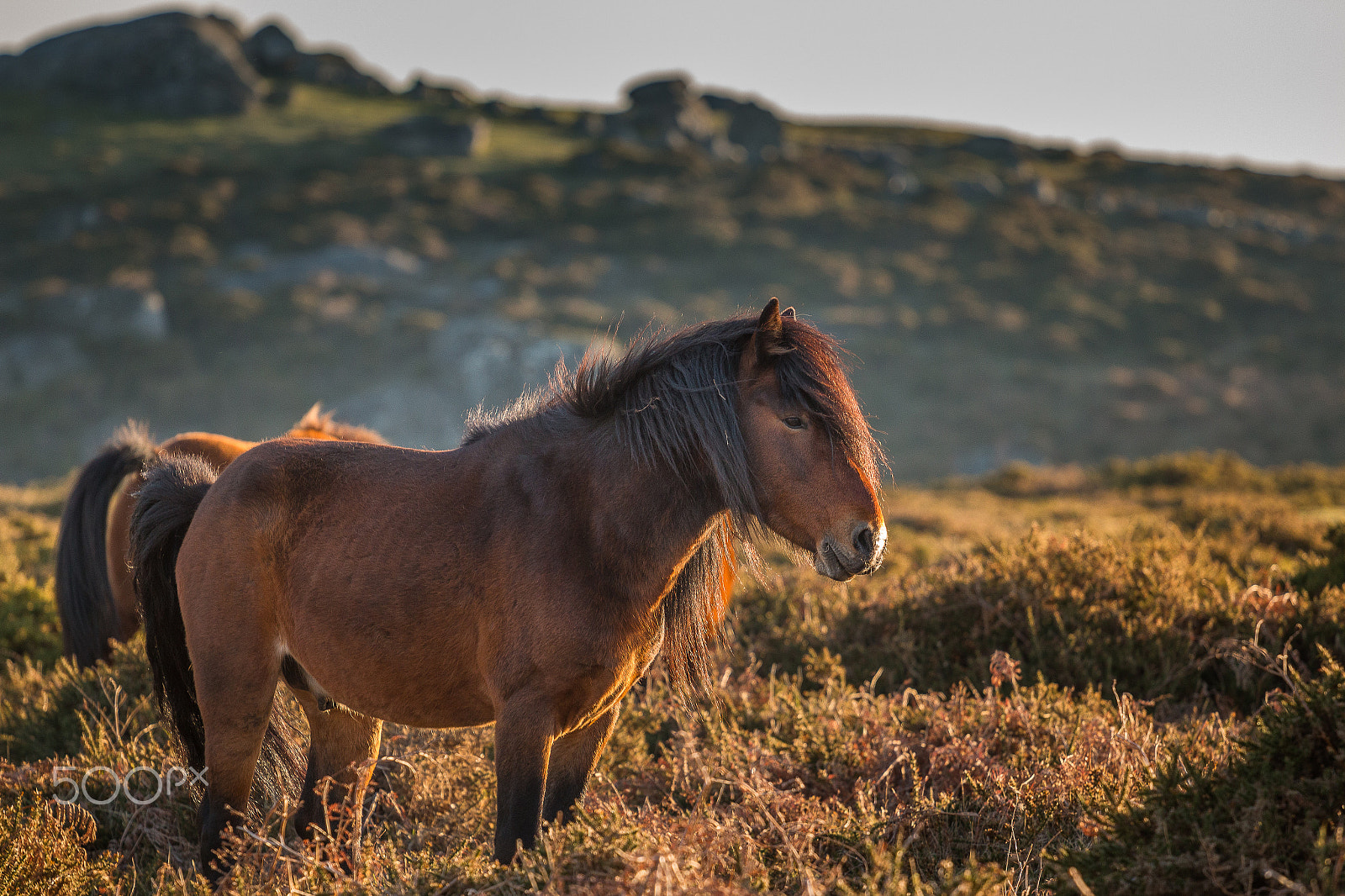 Canon EOS 70D + Canon EF 70-200mm F4L USM sample photo. Stallion at sunset photography