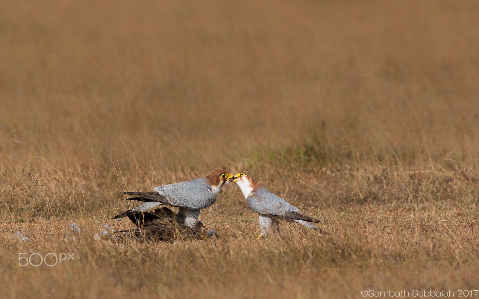 Canon EOS 7D Mark II + Canon EF 400mm F5.6L USM sample photo. Love in wild - red necked falcon mating pair photography