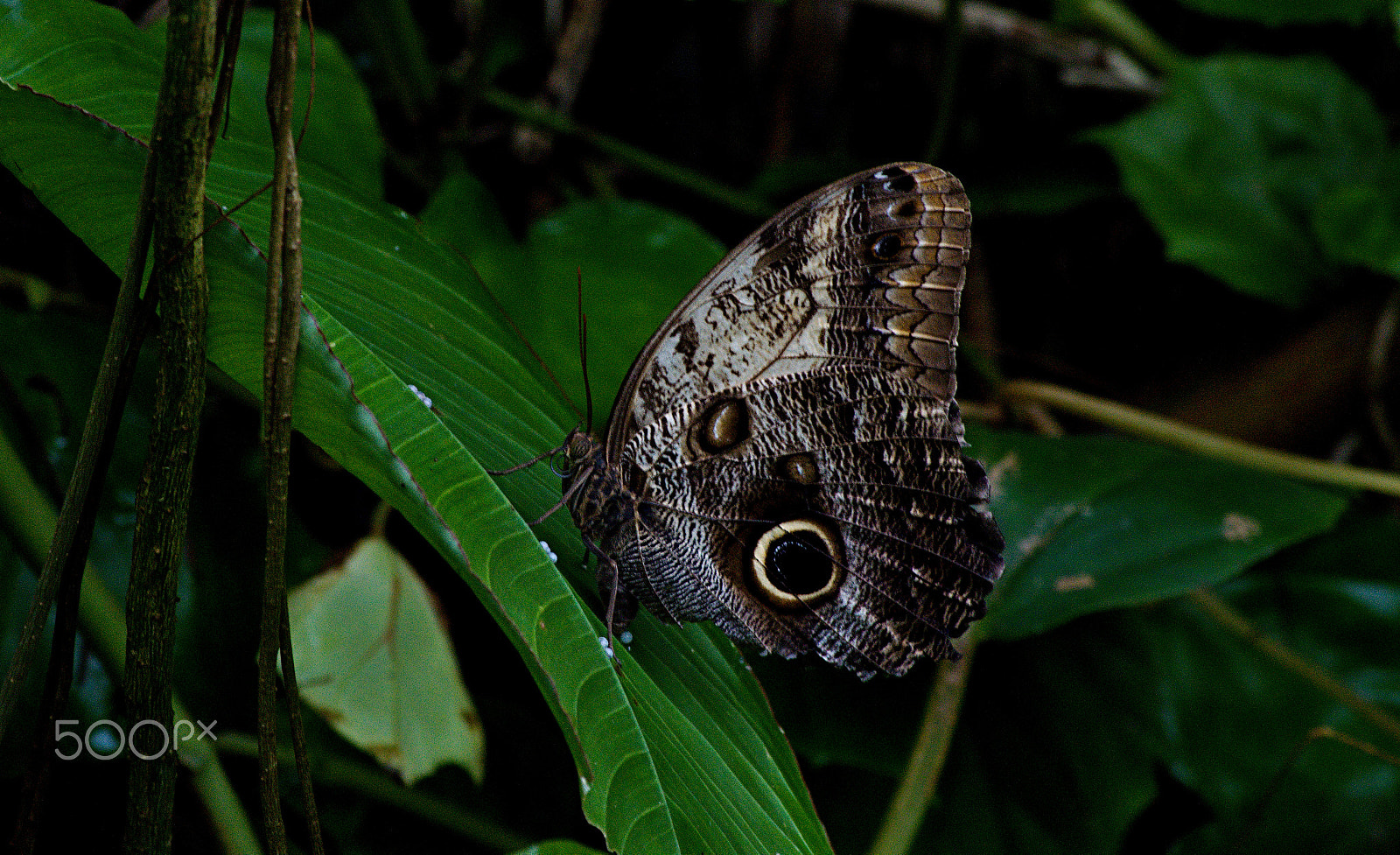 55.00 - 200.00 mm f/4.0 - 5.6 sample photo. Pure nature photography