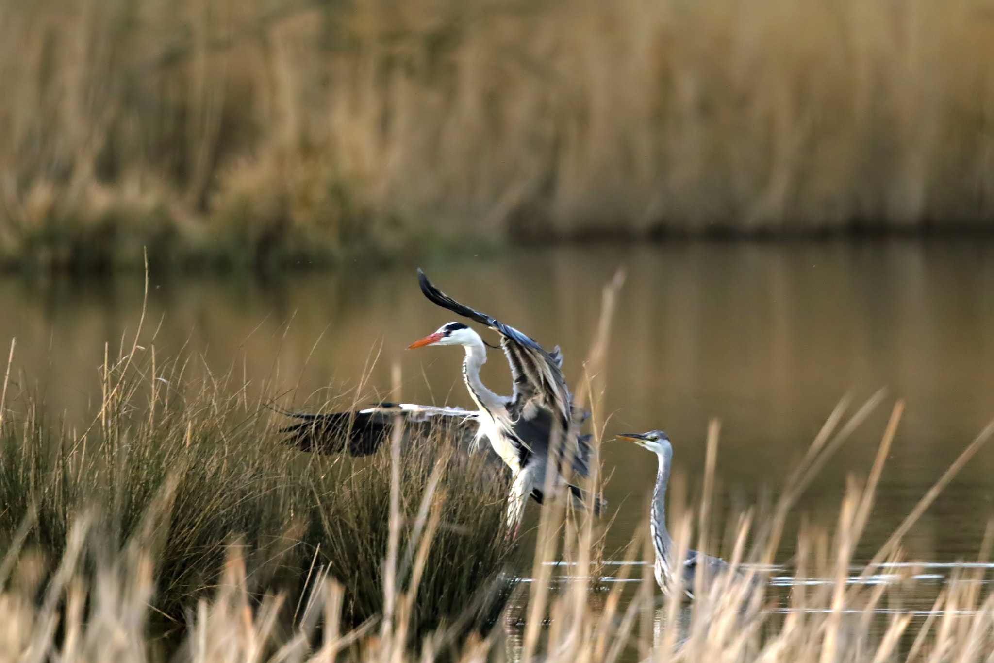 Canon EF 500mm F4L IS II USM sample photo
