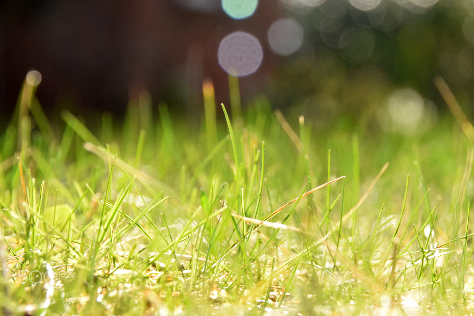 Sigma 18-250mm F3.5-6.3 DC Macro OS HSM sample photo. Welcome back sun photography