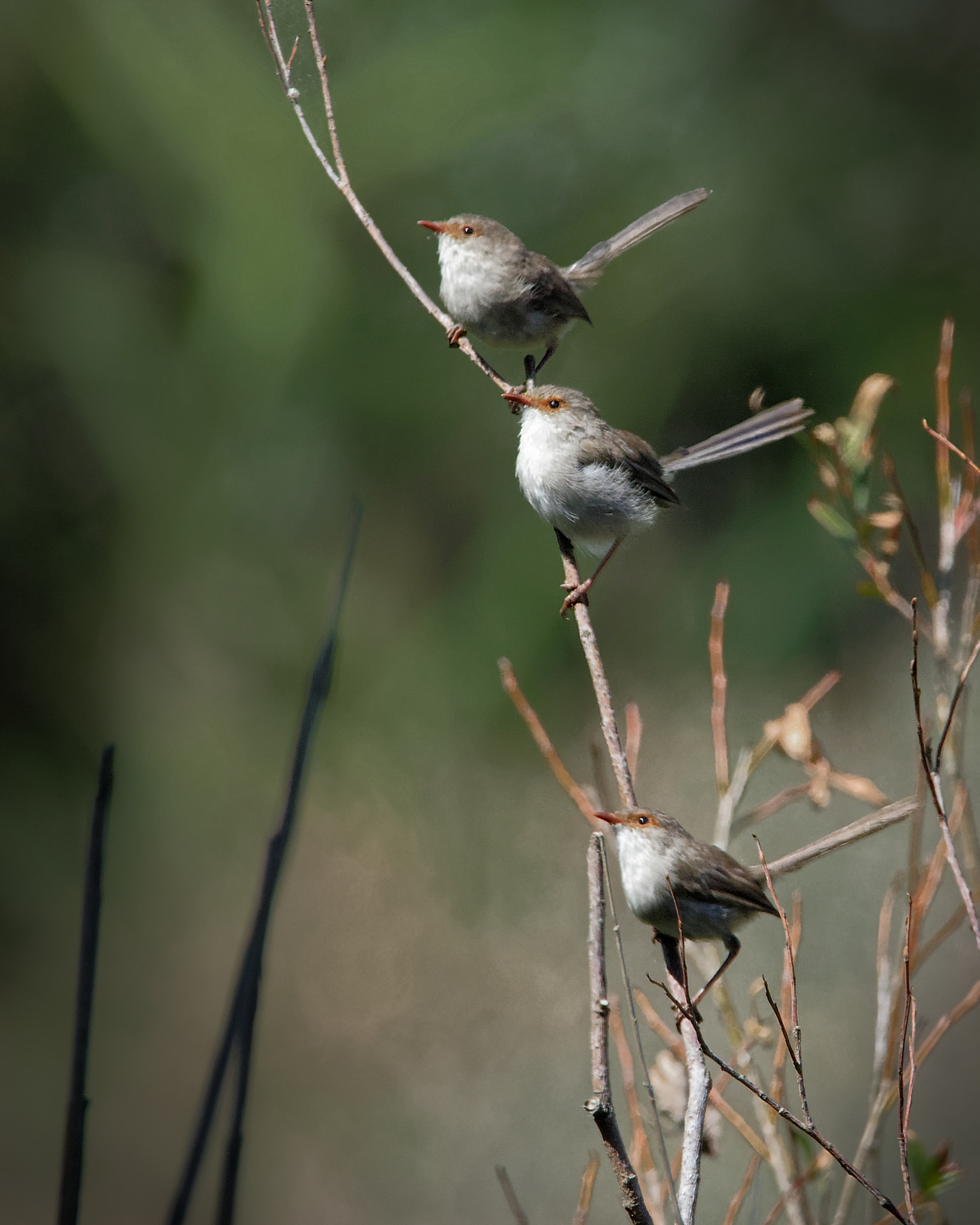 Nikon D810 + Nikon AF-S Nikkor 500mm F4G ED VR sample photo. Wrens a trois photography