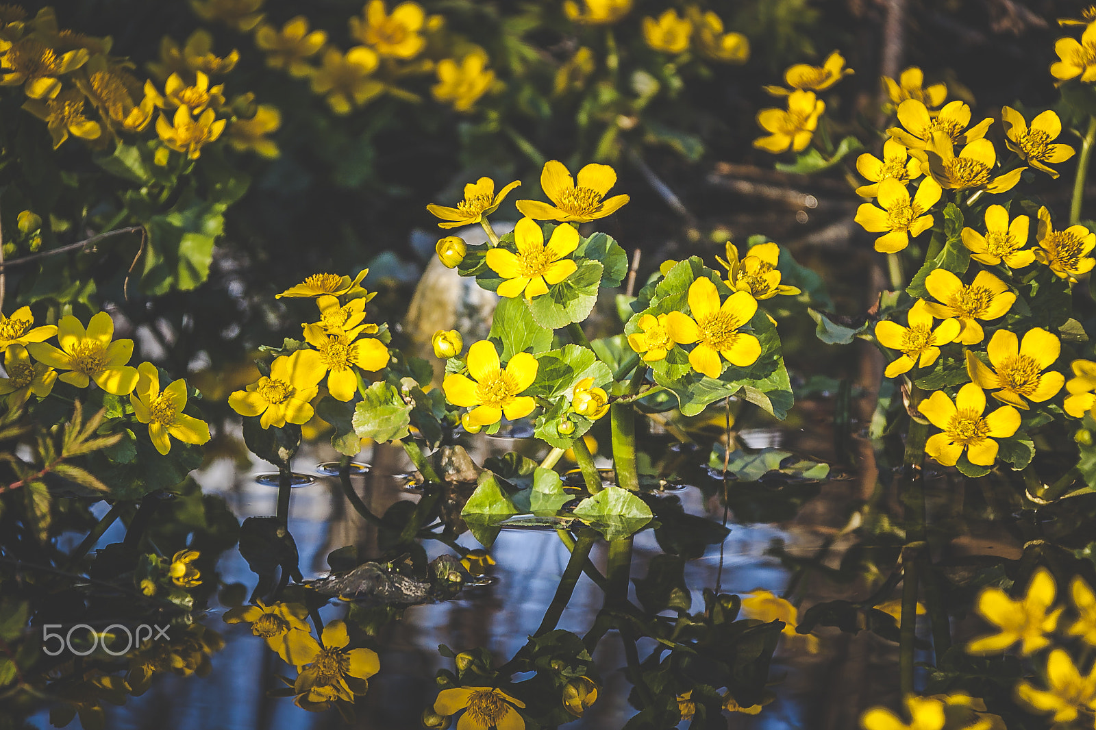 Canon EF-S 18-200mm F3.5-5.6 IS sample photo. 30.04.2016 photography