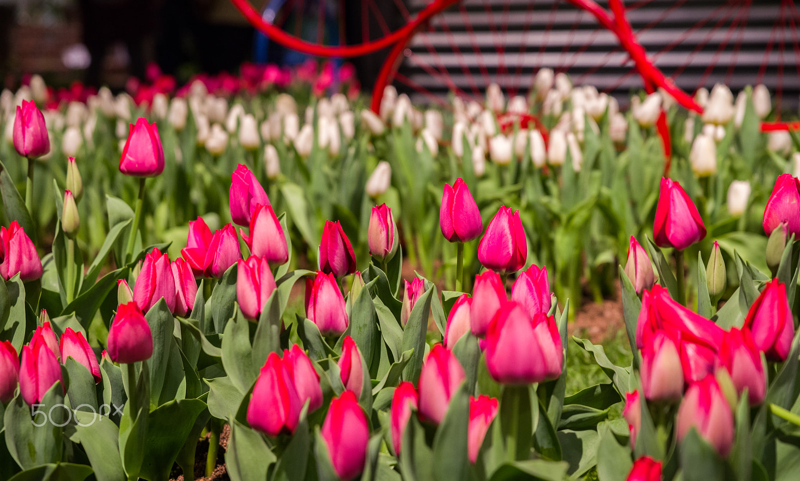 Pentax K-1 + HD Pentax D FA 24-70mm F2.8 ED SDM WR sample photo. Tulips photography