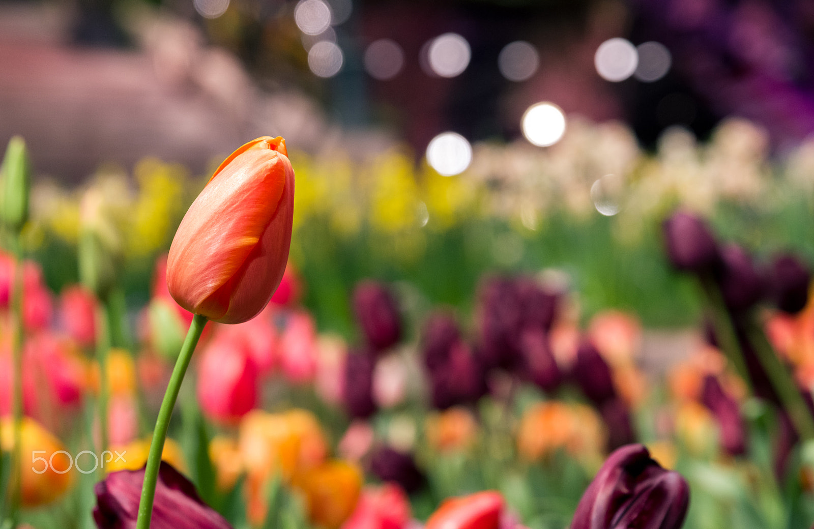 Pentax K-1 + HD Pentax D FA 24-70mm F2.8 ED SDM WR sample photo. Tulips photography