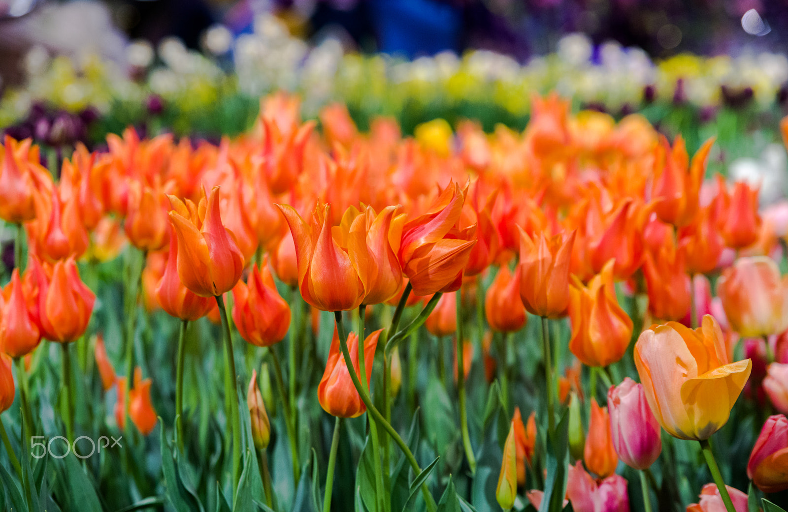 Pentax K-1 + HD Pentax D FA 24-70mm F2.8 ED SDM WR sample photo. Tulips photography