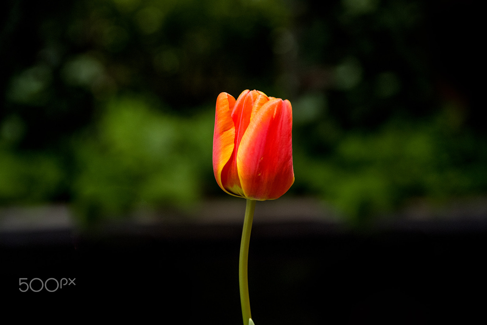 Pentax K-1 + HD Pentax D FA 24-70mm F2.8 ED SDM WR sample photo. Tulips photography