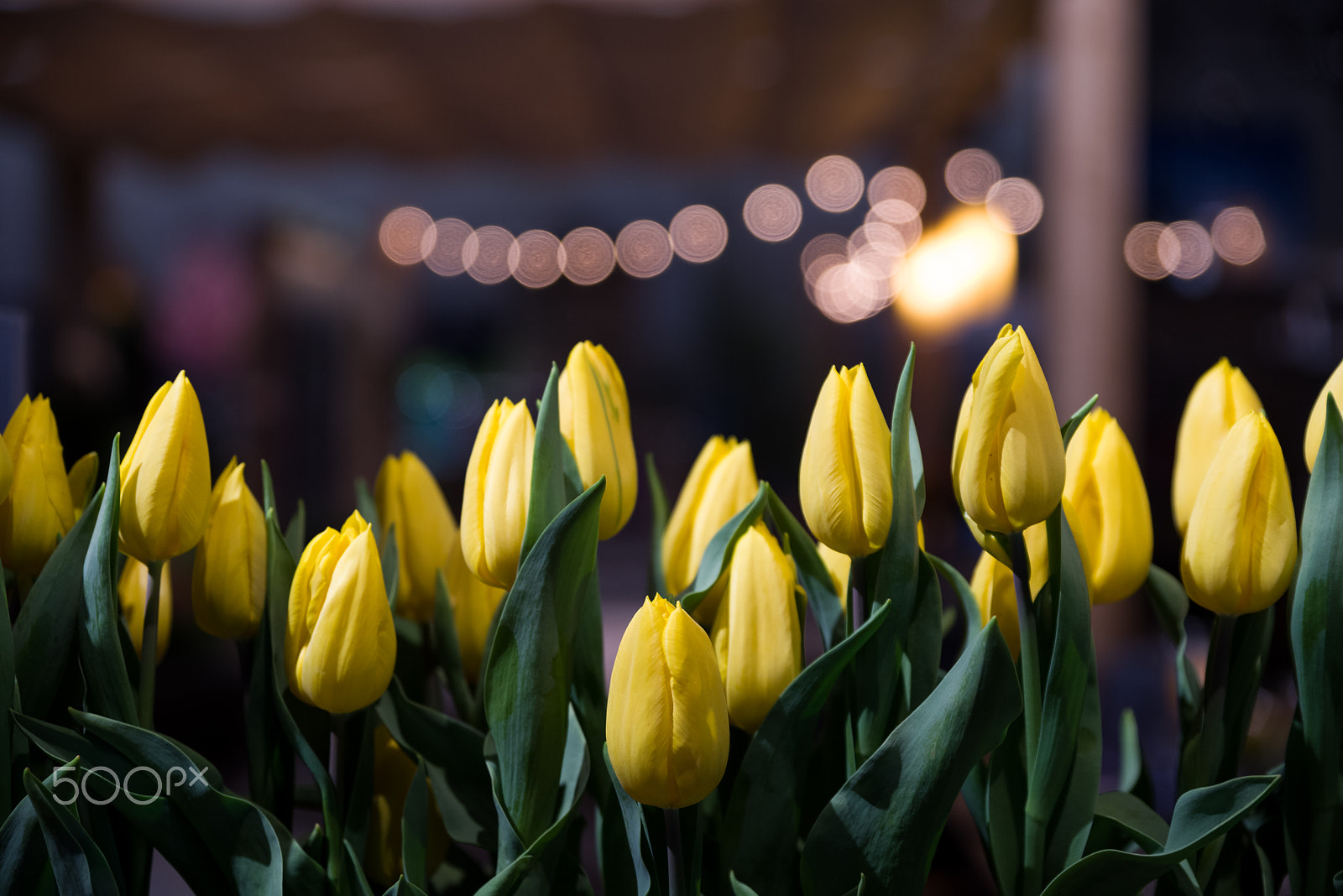 Pentax K-1 sample photo. Tulips photography