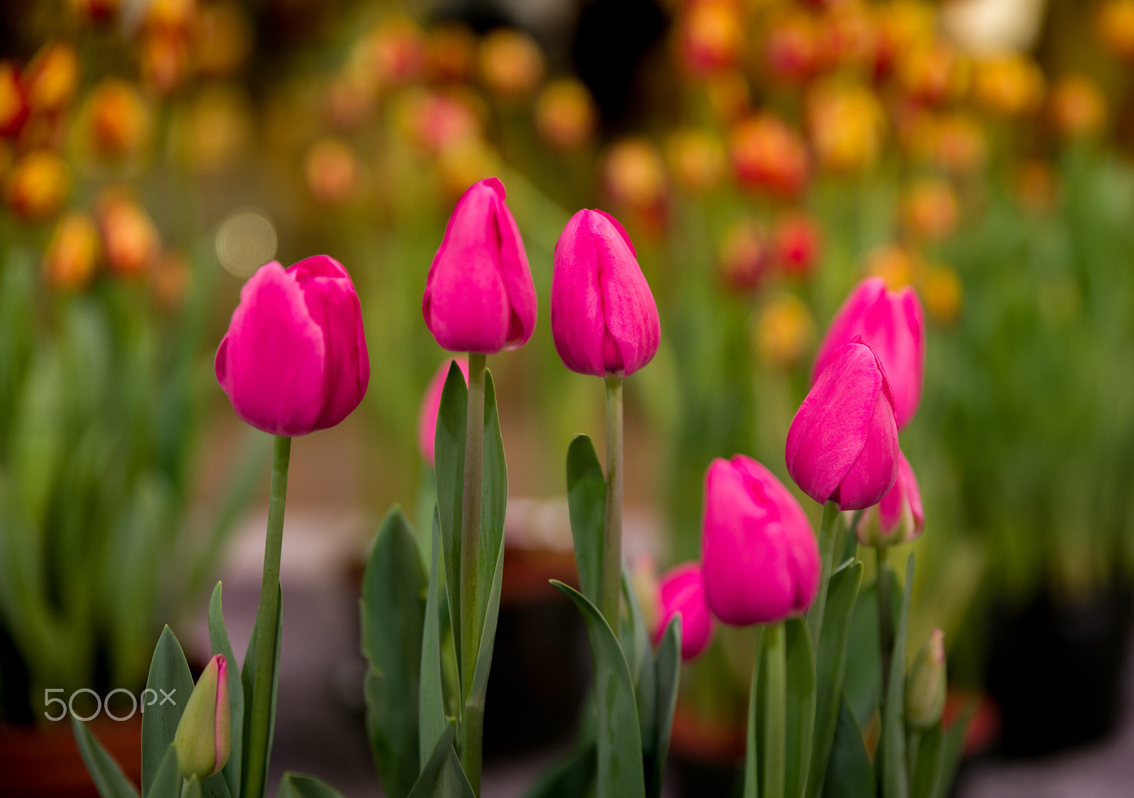 Pentax K-1 + HD Pentax D FA 24-70mm F2.8 ED SDM WR sample photo. Tulips photography