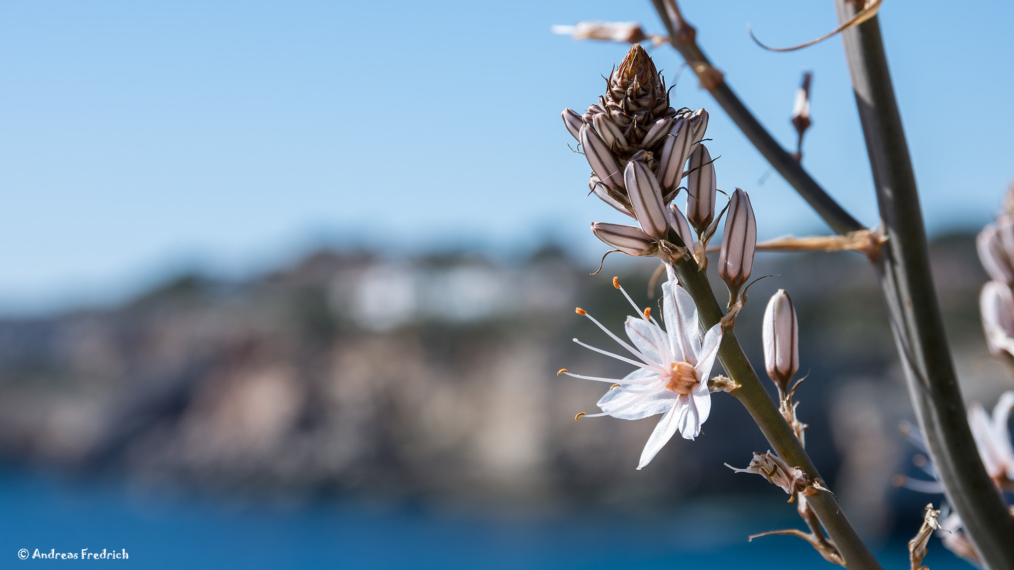 Nikon D7200 + Sigma 17-70mm F2.8-4 DC Macro OS HSM | C sample photo. Flowerofmallorca photography