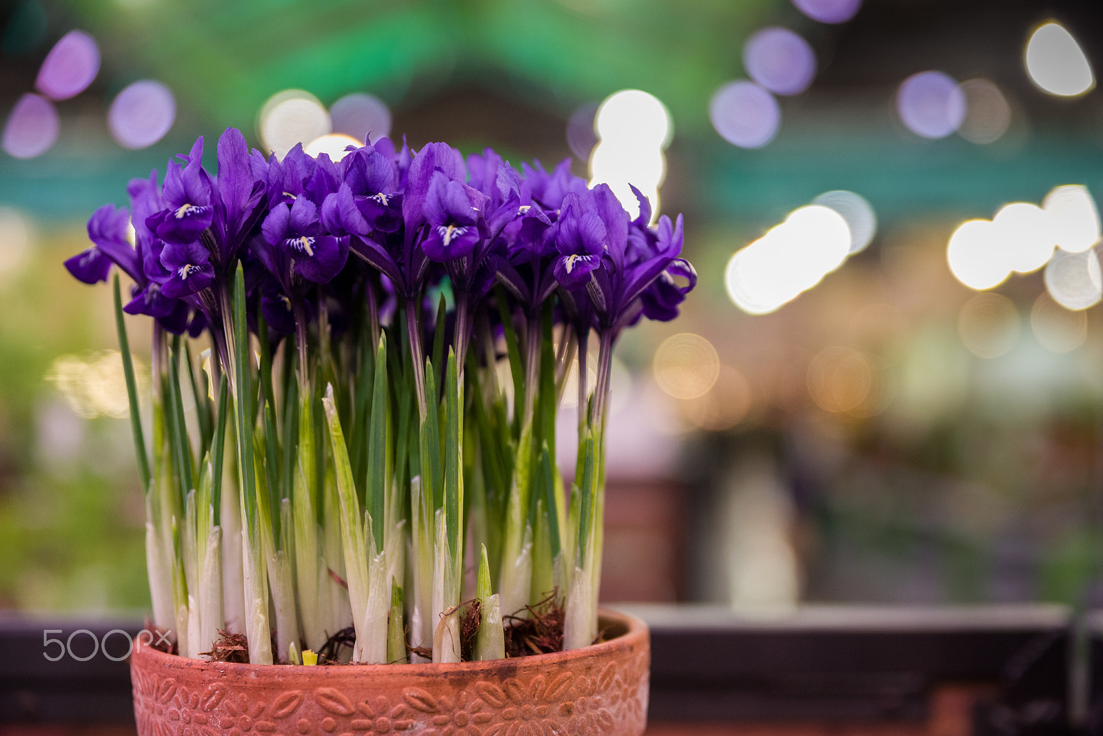 HD Pentax D FA 24-70mm F2.8 ED SDM WR sample photo. A bunch of violet flower photography