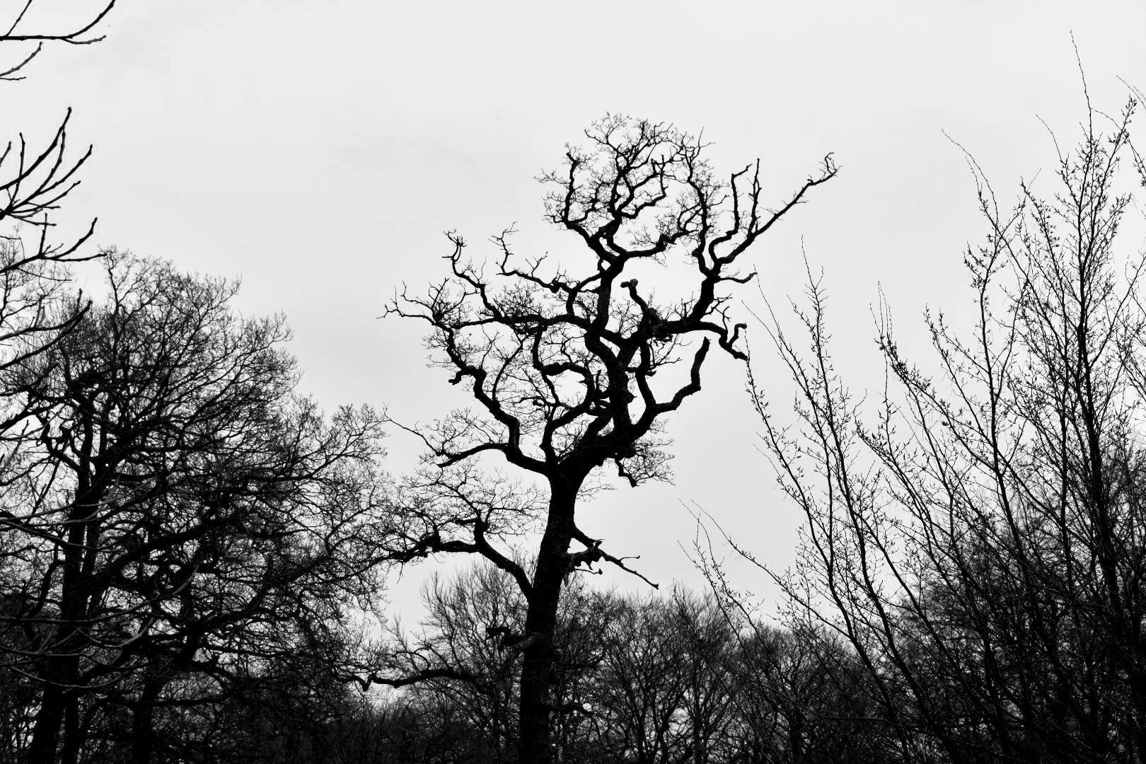 Nikon D3400 sample photo. Branching out photography