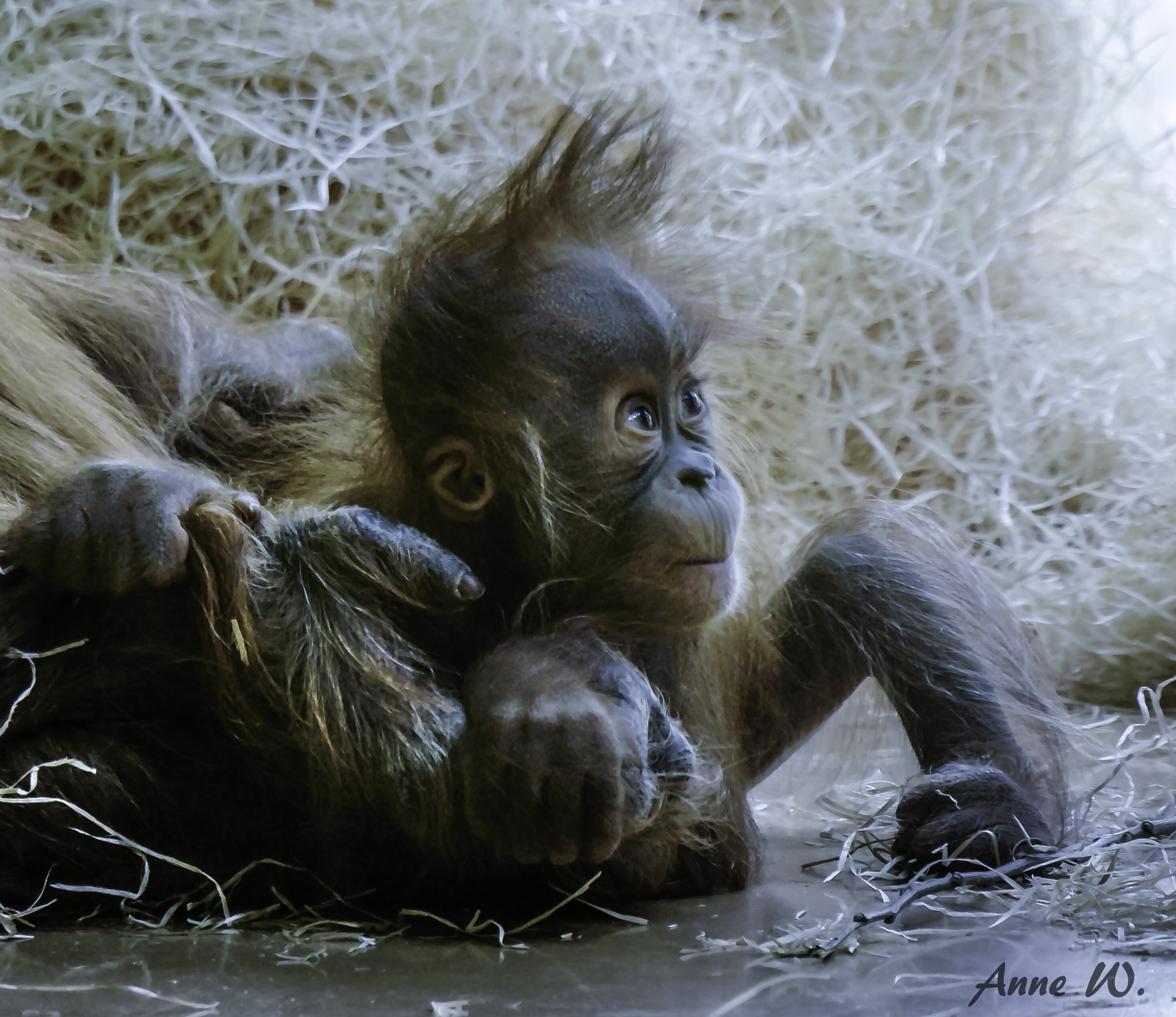 Samsung NX1 + NX 50-200mm F4-5.6 sample photo. Orang utan baby photography