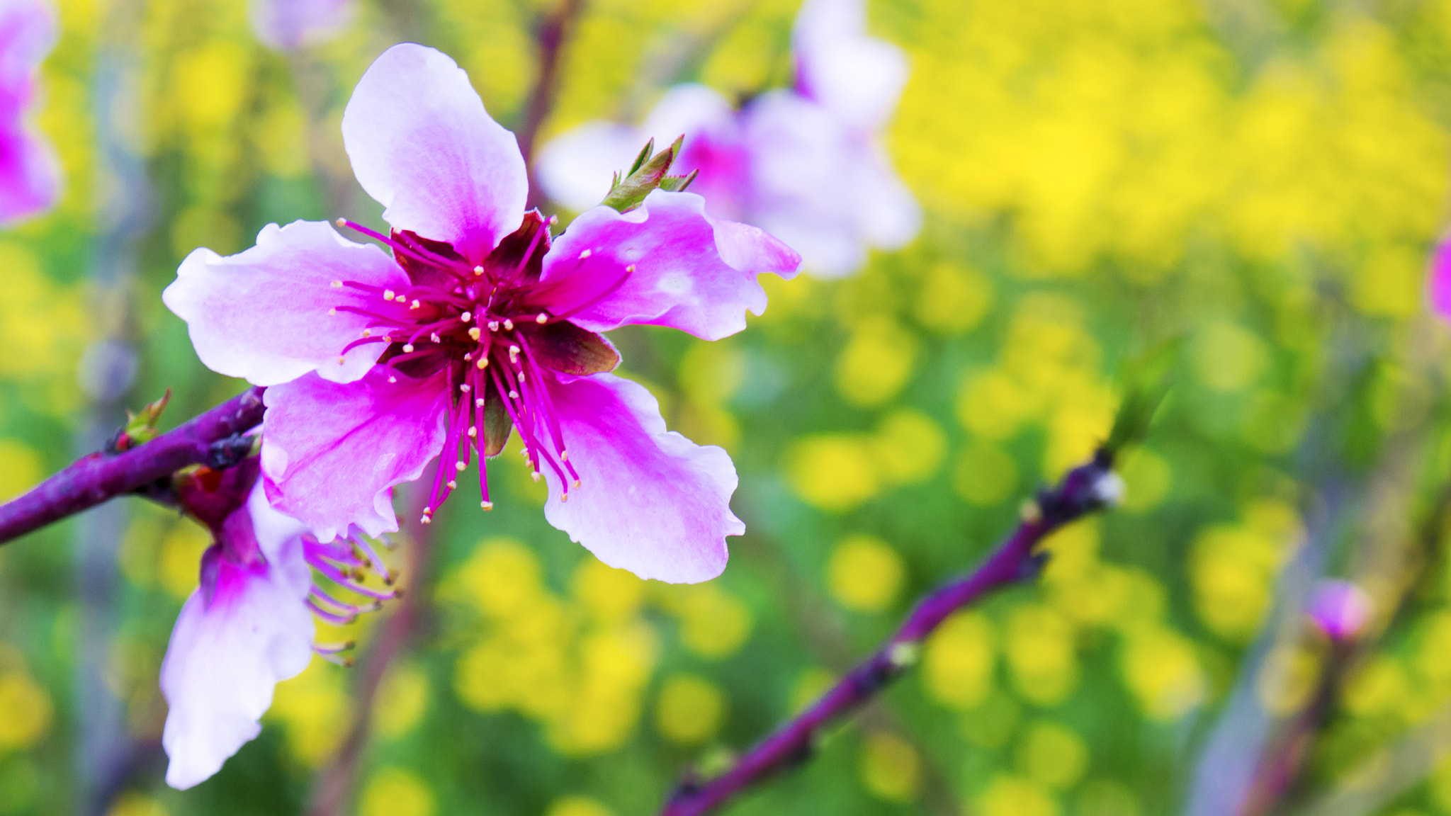 Panasonic Lumix DMC-GF3 + Panasonic Lumix G Vario 14-42mm F3.5-5.6 ASPH OIS sample photo. Spring is pink photography