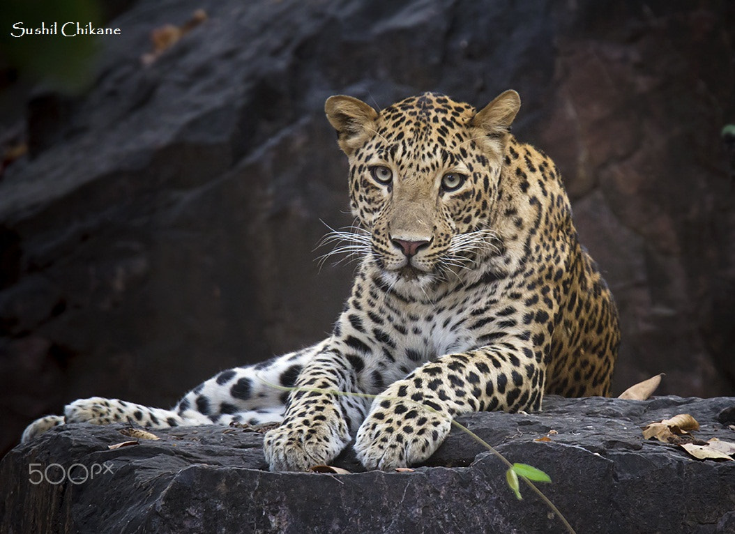Canon EOS 60D + Tamron SP 150-600mm F5-6.3 Di VC USD sample photo. Leopard from ranthambore photography