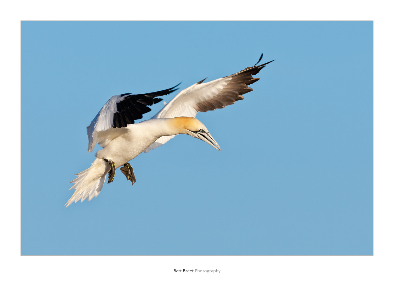 Canon EOS-1D Mark II + Canon EF 500mm F4L IS USM sample photo. Northern gannet in flight photography