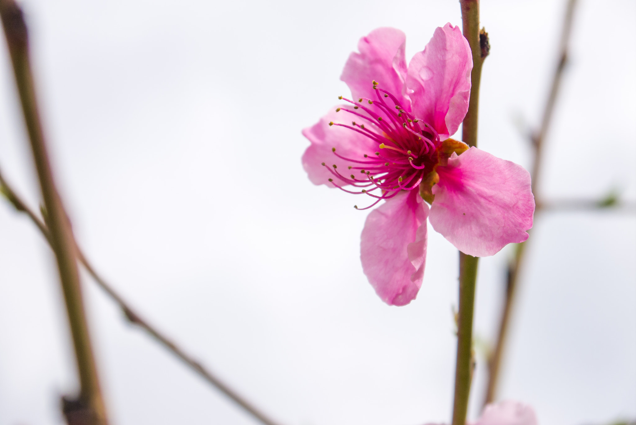 Panasonic Lumix DMC-GF3 + Panasonic Lumix G Vario 14-42mm F3.5-5.6 ASPH OIS sample photo. Pink is hot photography