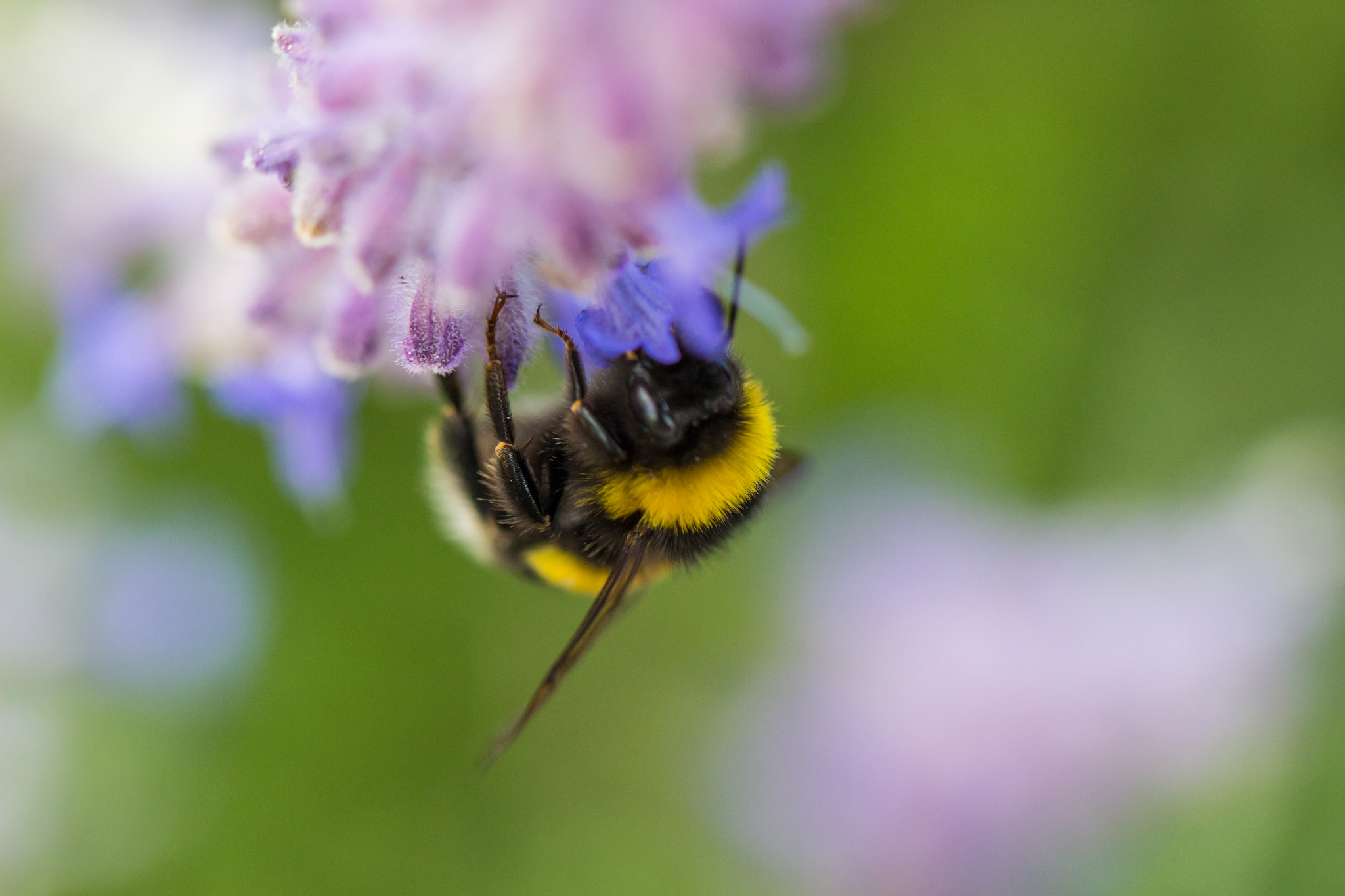Canon EF 100mm F2.8L Macro IS USM sample photo. A colorful worker photography