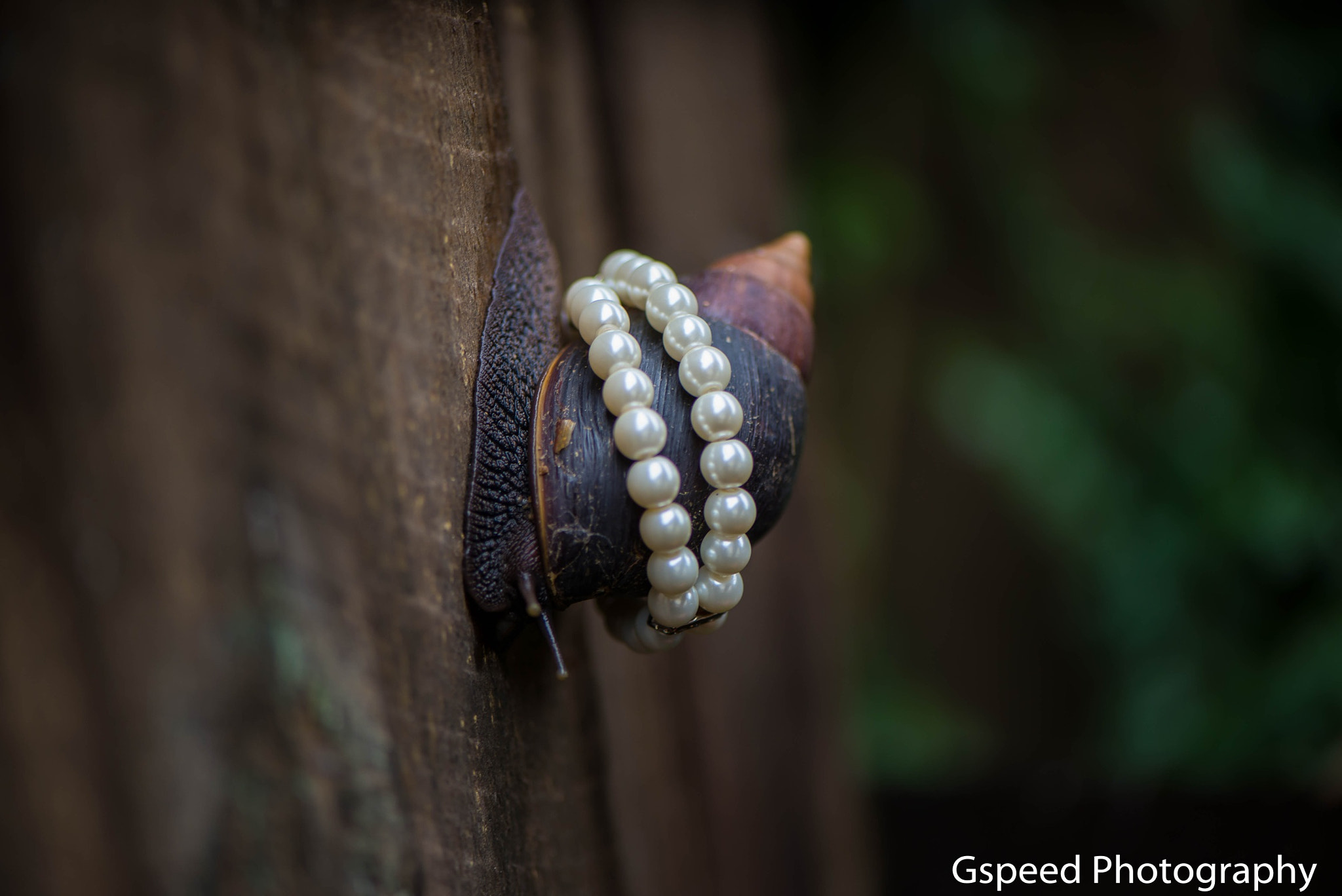 Nikon AF-S Micro-Nikkor 105mm F2.8G IF-ED VR sample photo. Snail with class.... photography