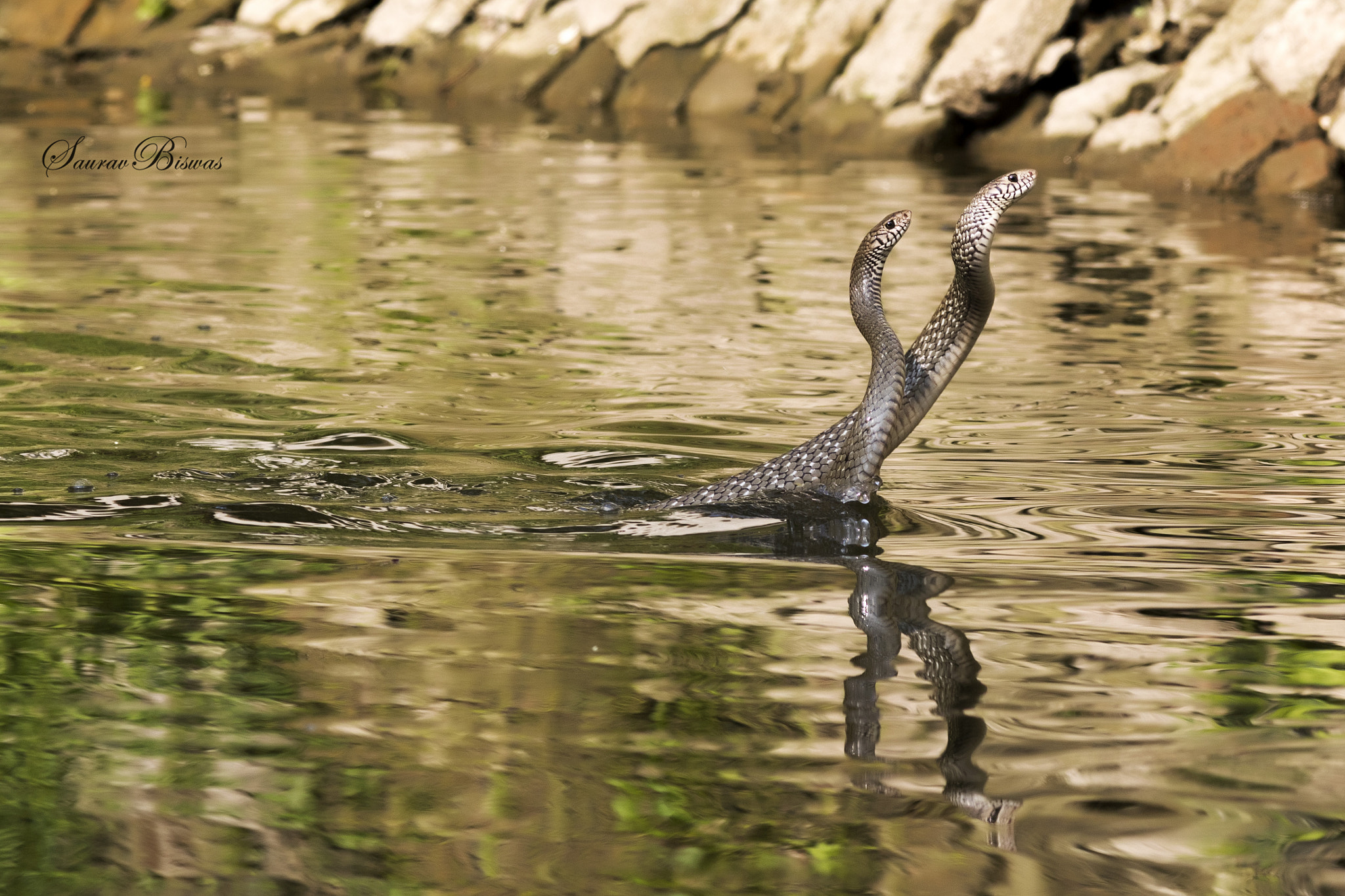 Canon EF 300mm F4L IS USM sample photo. Love on water photography