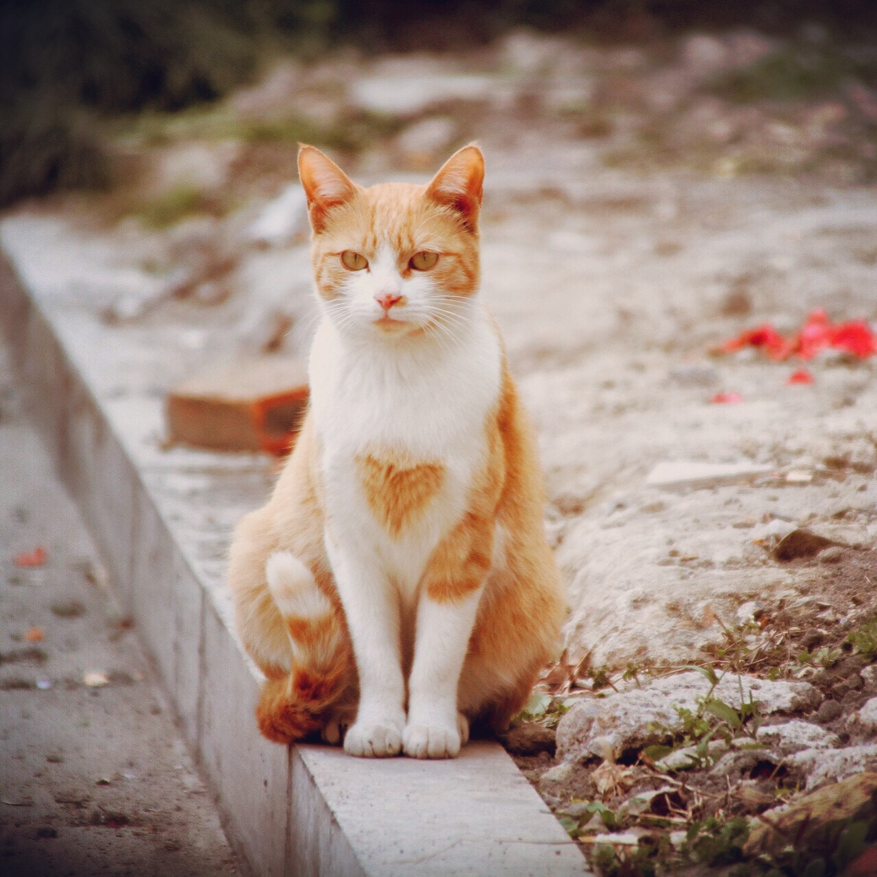 Canon TS-E 90mm F2.8 Tilt-Shift sample photo. Cat photography