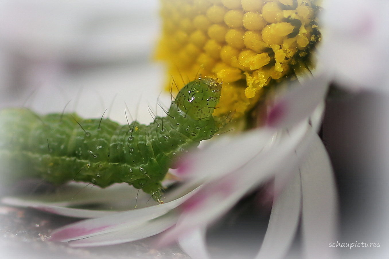 Canon EOS 6D + Tamron SP AF 90mm F2.8 Di Macro sample photo. Gänseblümchen photography