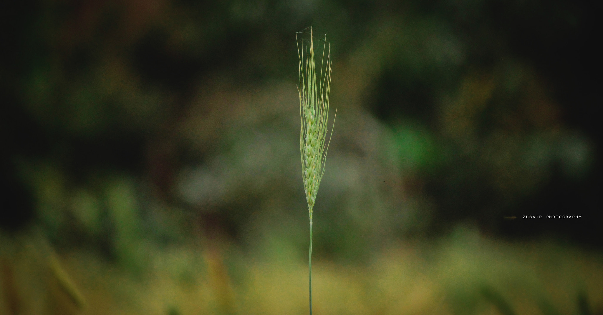 Canon EF-S 55-250mm F4-5.6 IS sample photo. Wheat photography