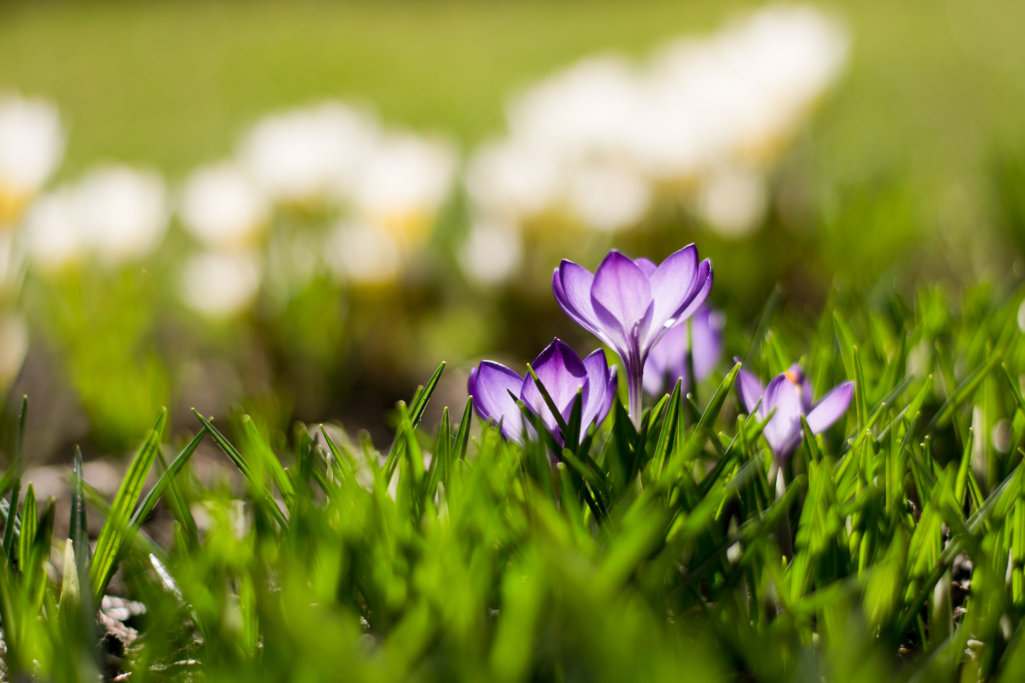 Nikon D5300 sample photo. Crocuses photography