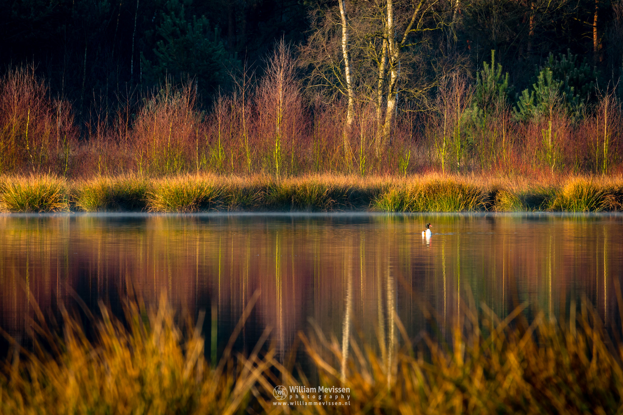 Canon EF-S 55-250mm F4-5.6 IS STM sample photo. Common shelduck photography