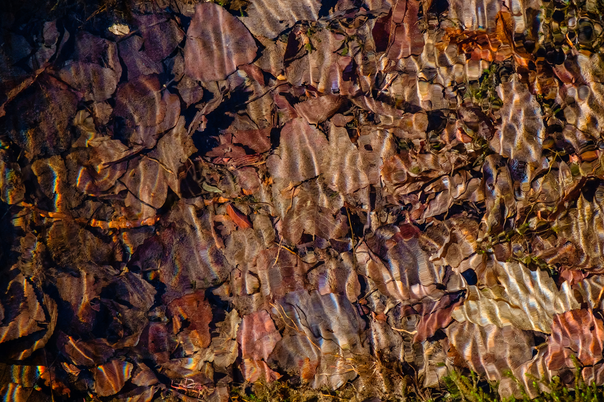 Fujifilm X-Pro1 + Fujifilm XF 18-55mm F2.8-4 R LM OIS sample photo. Leafs under water photography