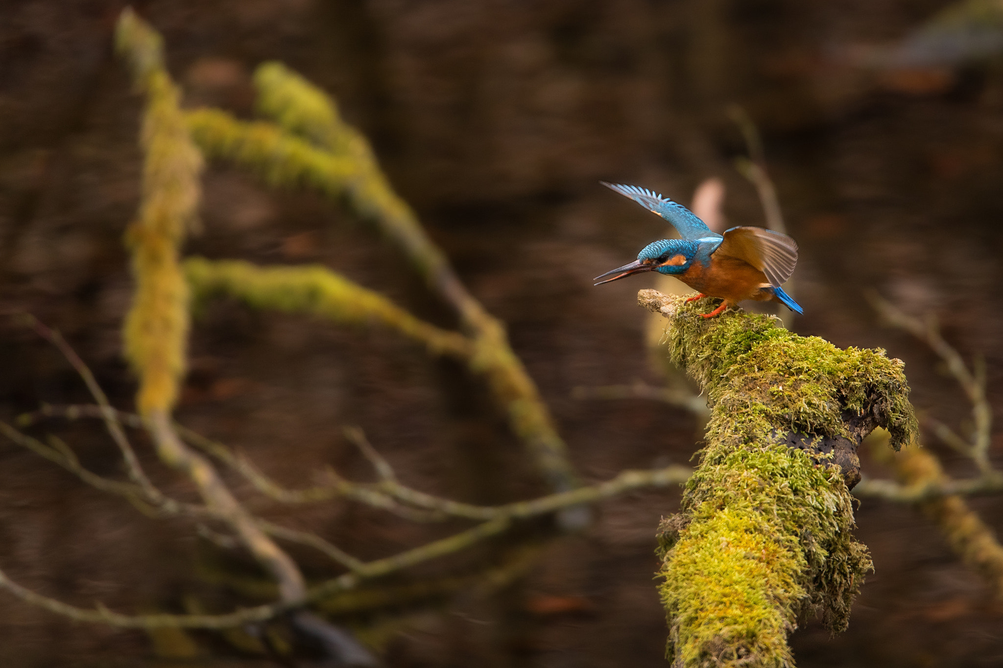 150-600mm F5-6.3 DG OS HSM | Sports 014 sample photo. Kingfisher takeoff photography