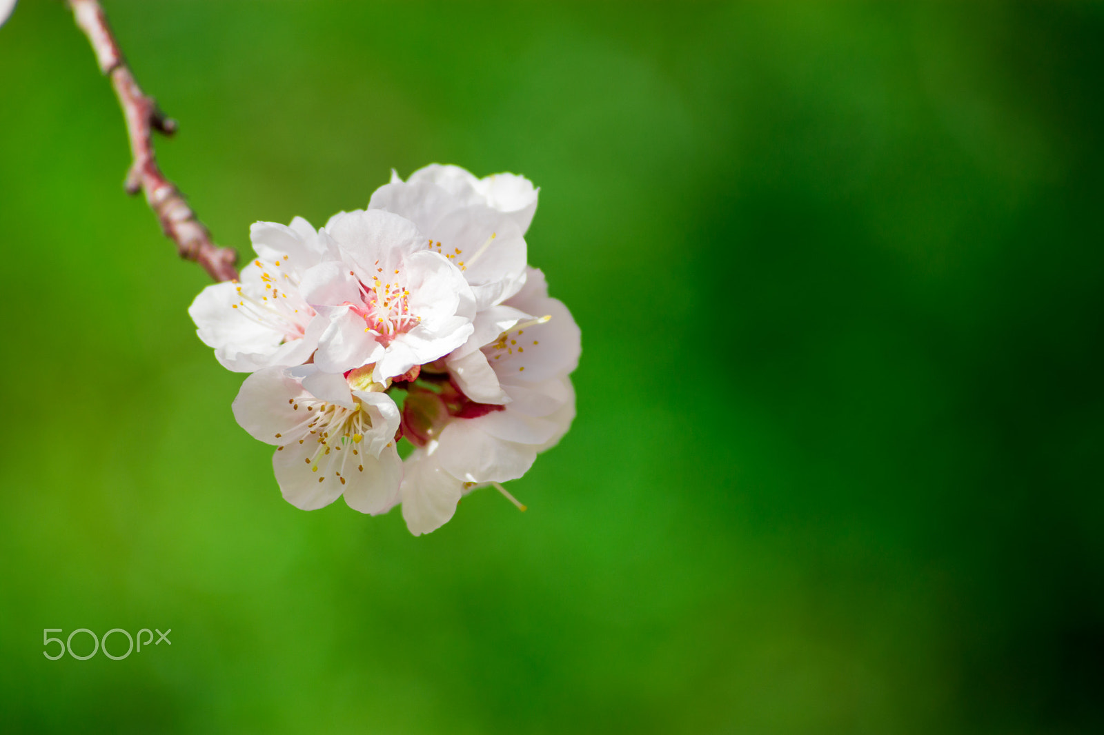 Nikon D7200 + Nikon AF-S DX Nikkor 55-200mm F4-5.6G VR II sample photo. Peach flower photography