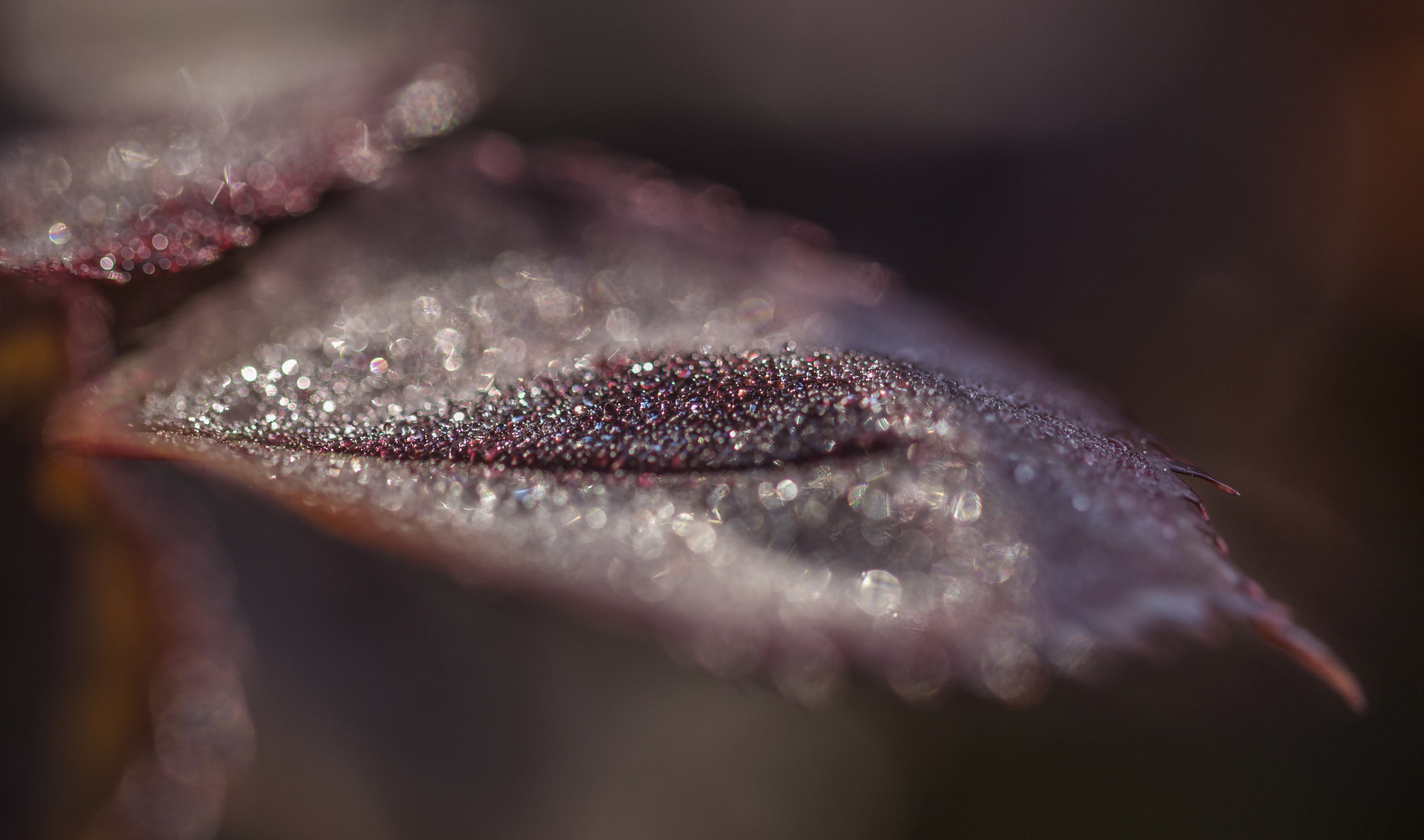 Sigma 105mm F2.8 EX DG OS HSM sample photo. Little drops photography