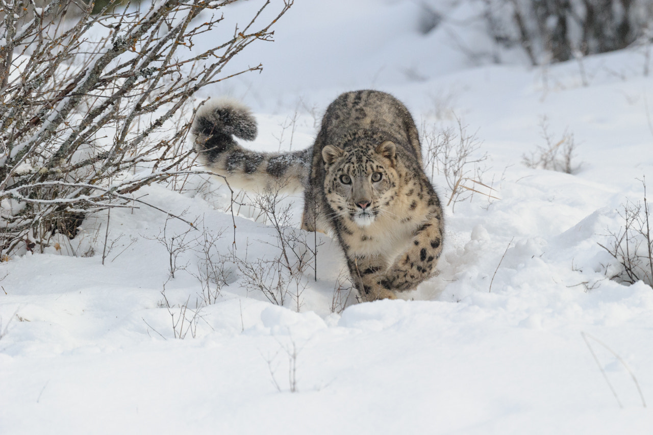 Nikon D3S sample photo. Snow leopard, uncia uncia photography