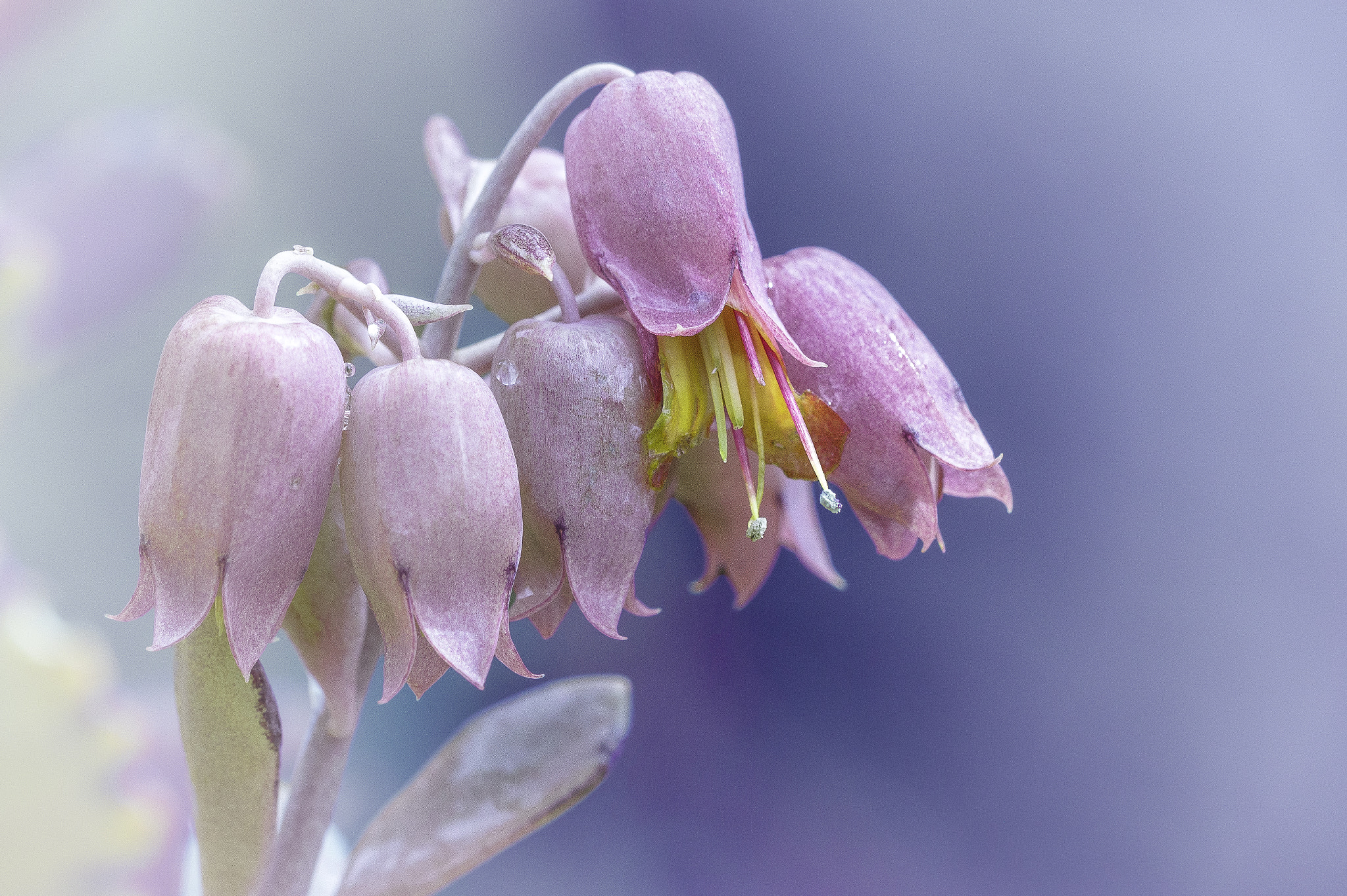 Sigma 105mm F2.8 EX DG OS HSM sample photo. Dreamy flower photography