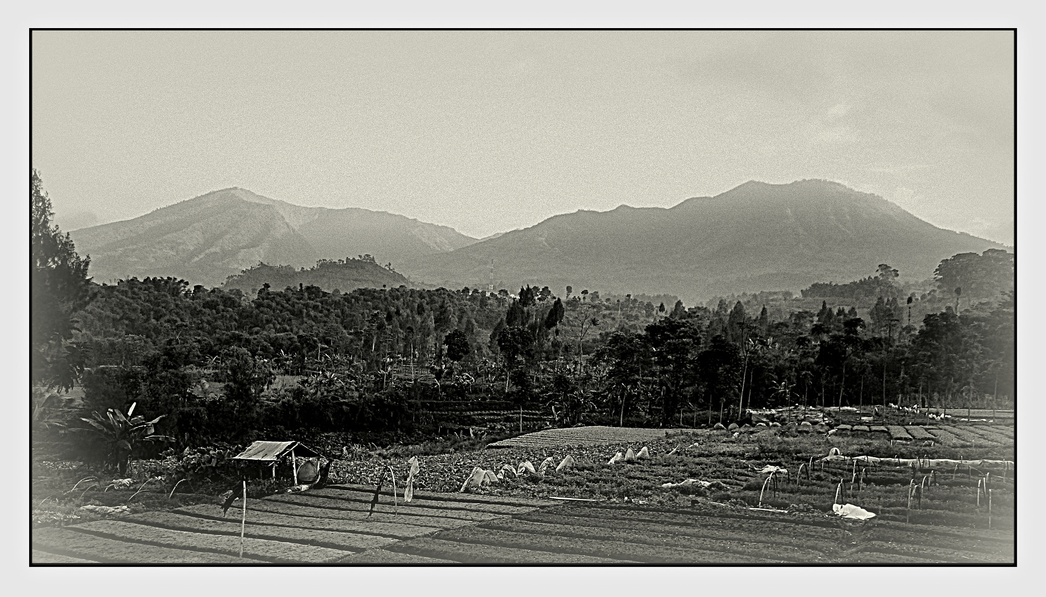 Ricoh WG-4 sample photo. Sawah ladang photography
