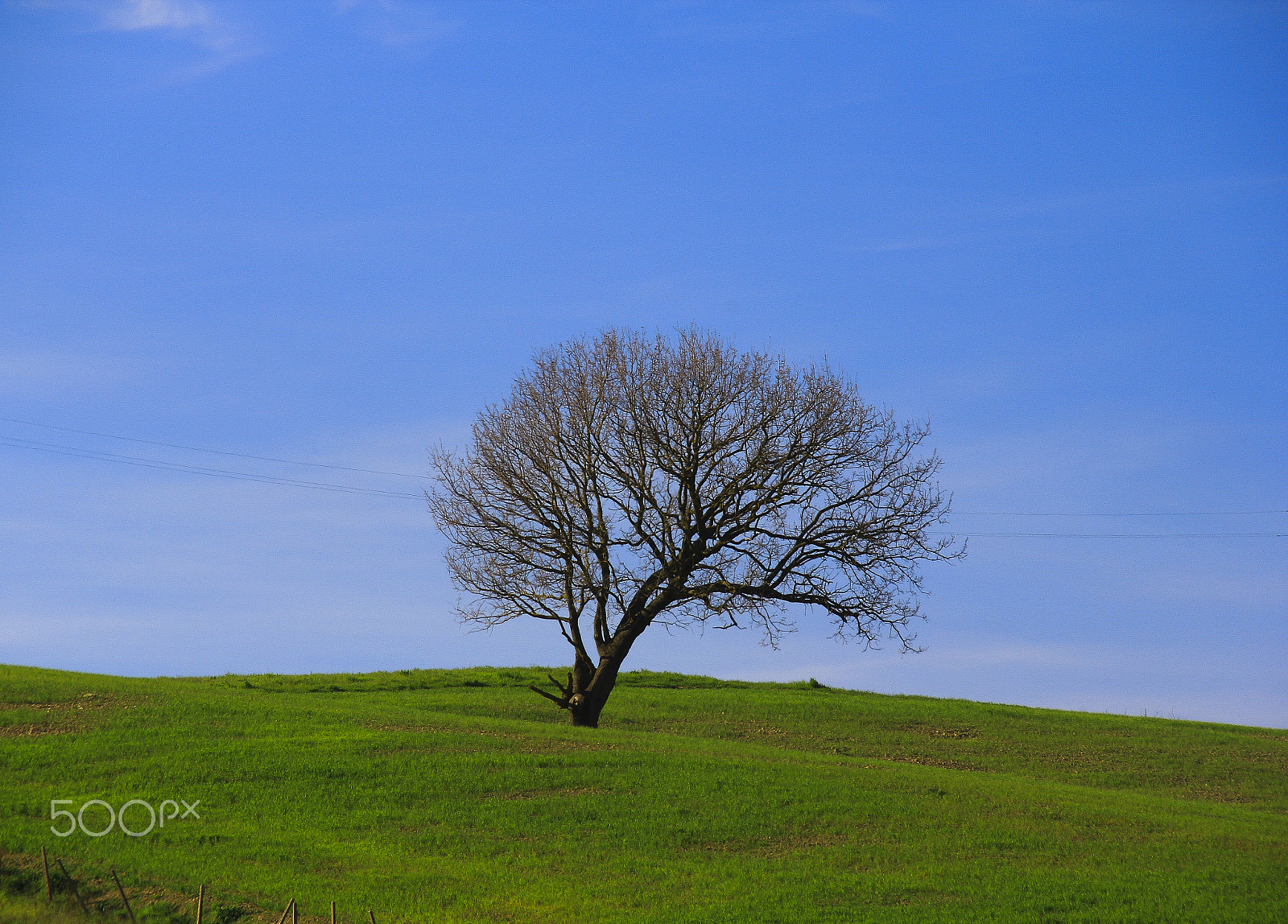 Canon EOS 60D + Canon EF 75-300mm F4.0-5.6 IS USM sample photo. Lonely tree photography