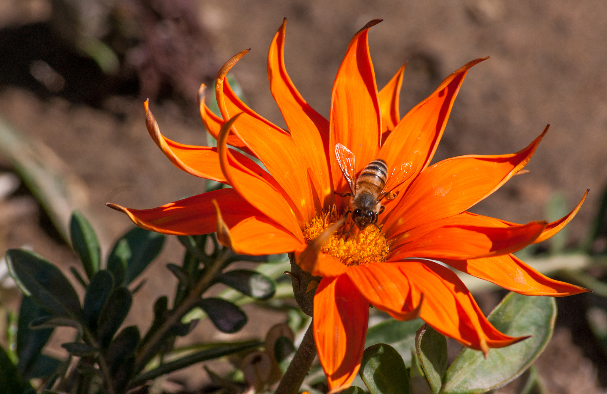 Sony Alpha DSLR-A350 + Sony 75-300mm F4.5-5.6 sample photo. Sun, flower & a bee! photography