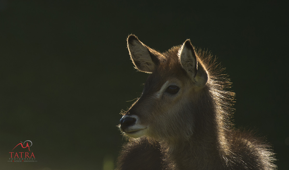 Nikon AF-S Nikkor 200-400mm F4G ED-IF VR sample photo. Blogwaterbuck photography