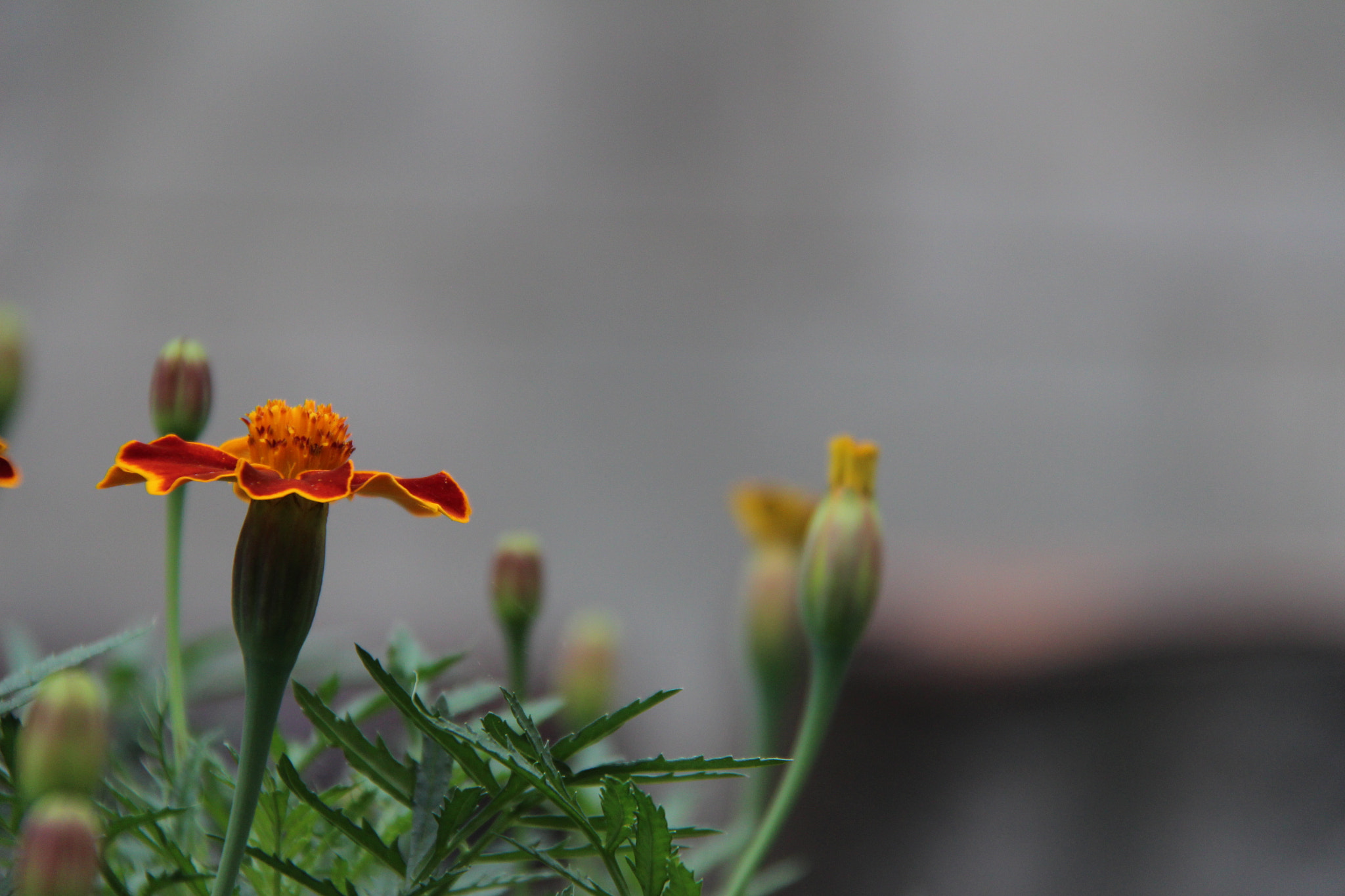 Canon EF-S 18-200mm F3.5-5.6 IS sample photo. 고향에서`````찰칵^^ photography