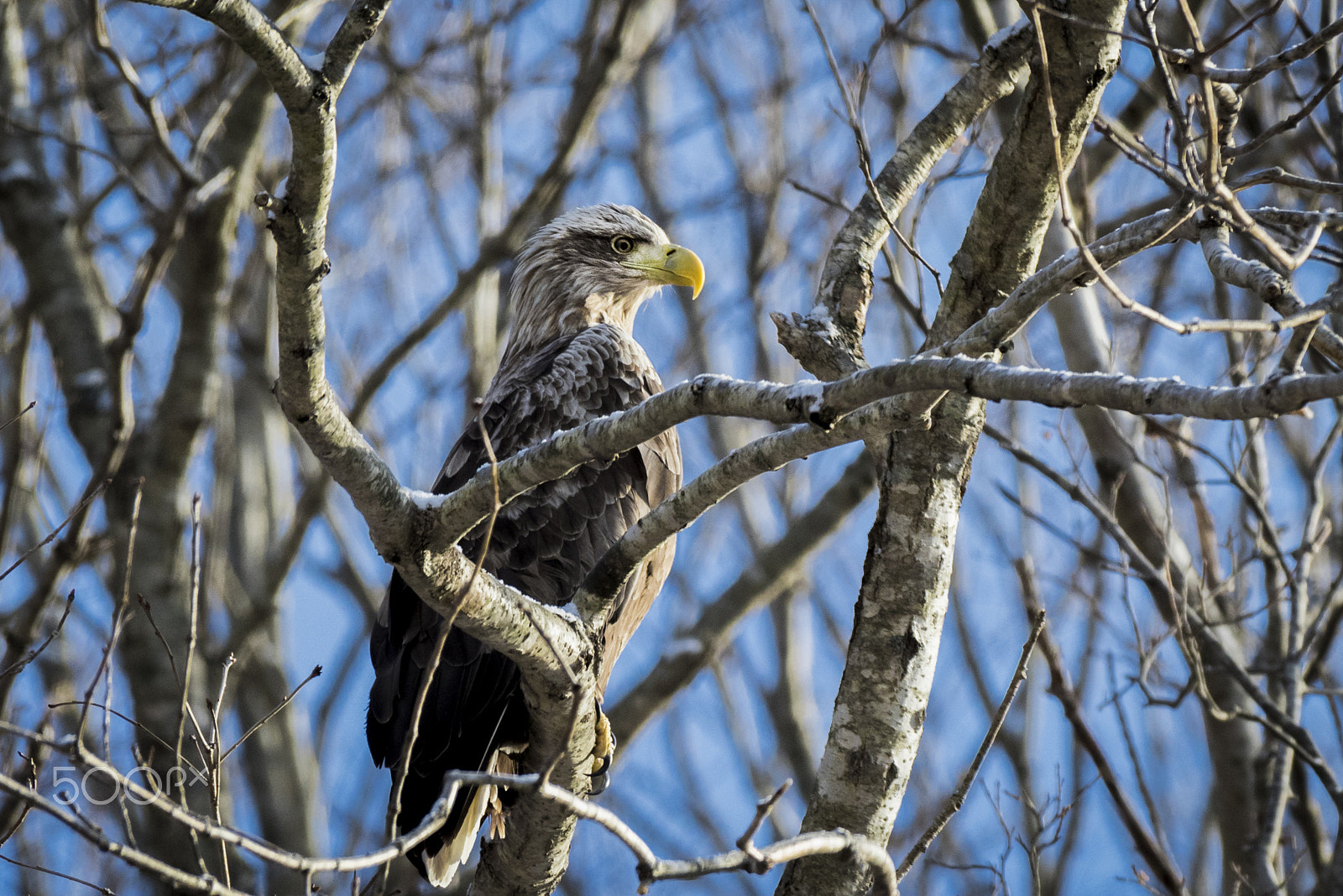 Nikon AF-S Nikkor 200-500mm F5.6E ED VR sample photo. White tailed sea eagle photography