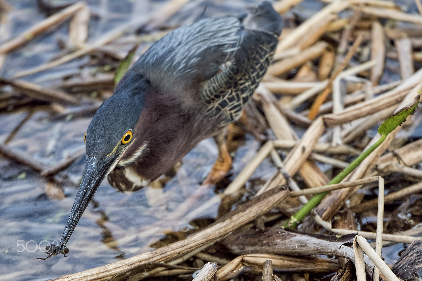 Nikon D810 sample photo. Got ya ! photography